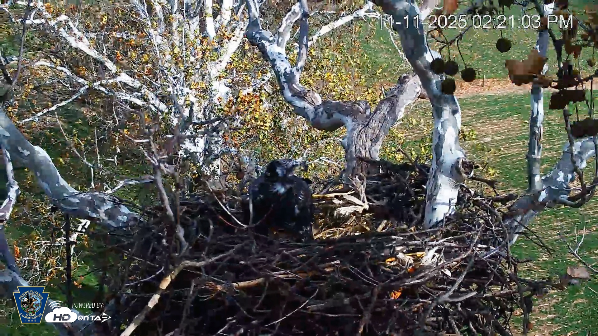 Snapshot of PA Farm Country Eagles Live Cams taken Nov 11, 2025, 2:21pm EST