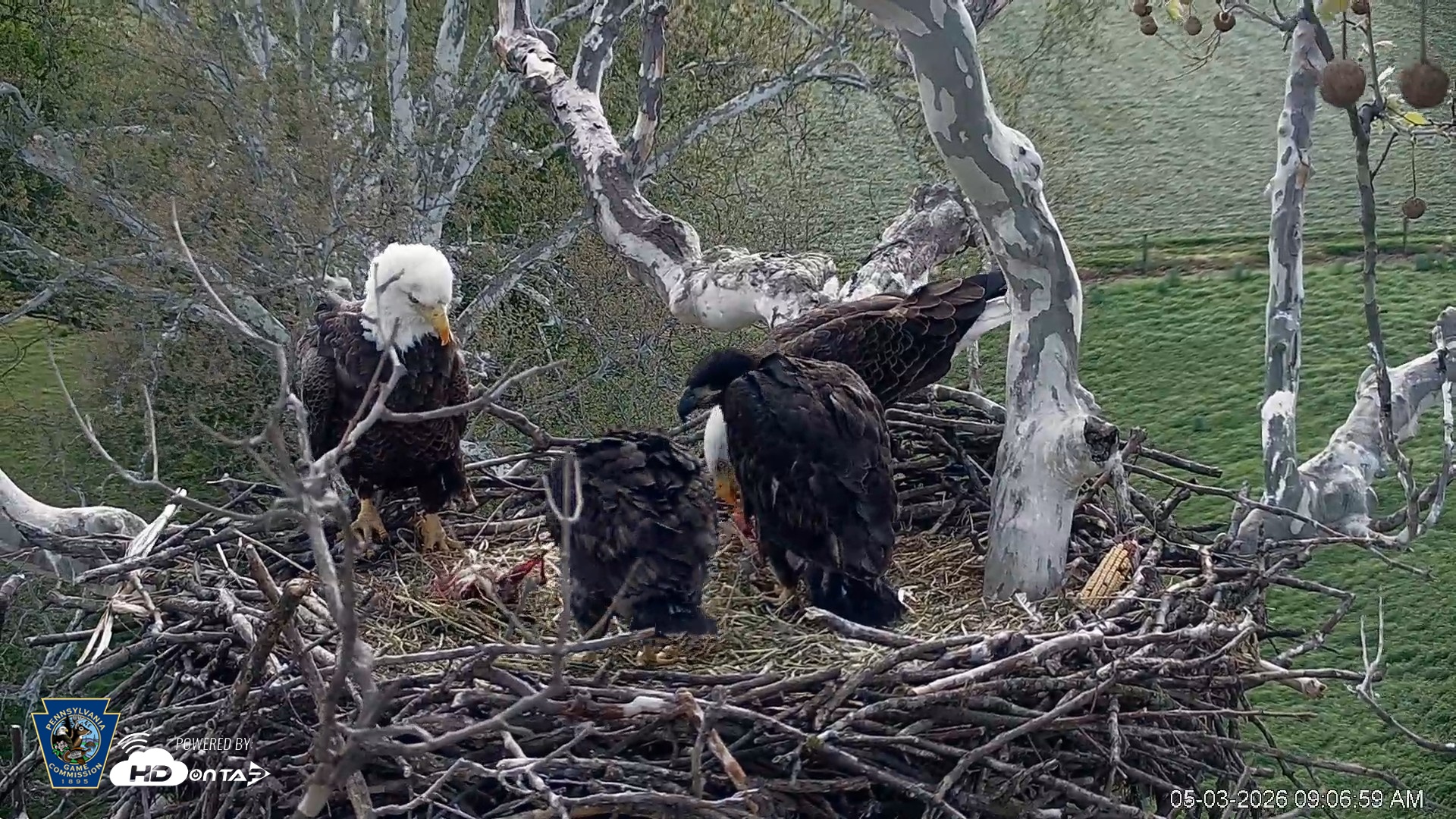 Snapshot of PA Farm Country Eagles Live Cams taken May 3, 2026, 9:07am EDT