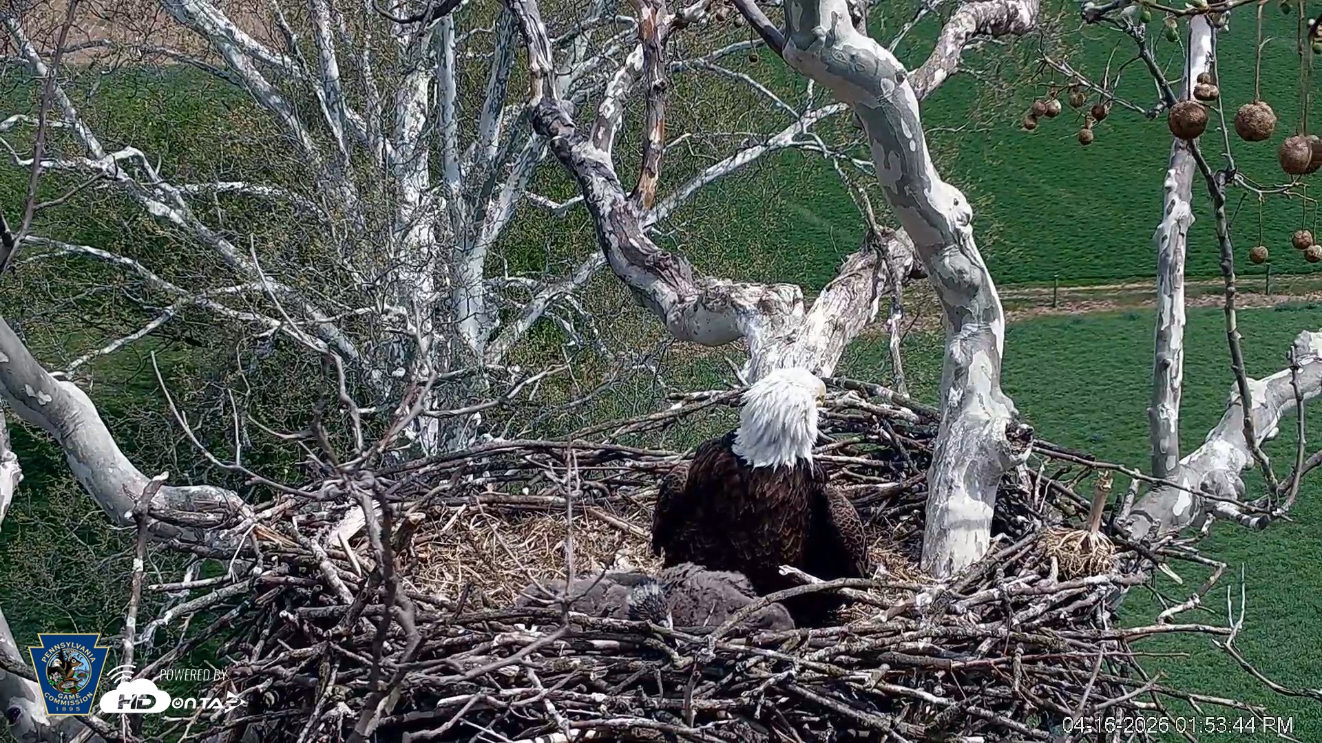 Snapshot of PA Farm Country Eagles Live Cams taken Apr 16, 2026, 1:54pm EDT