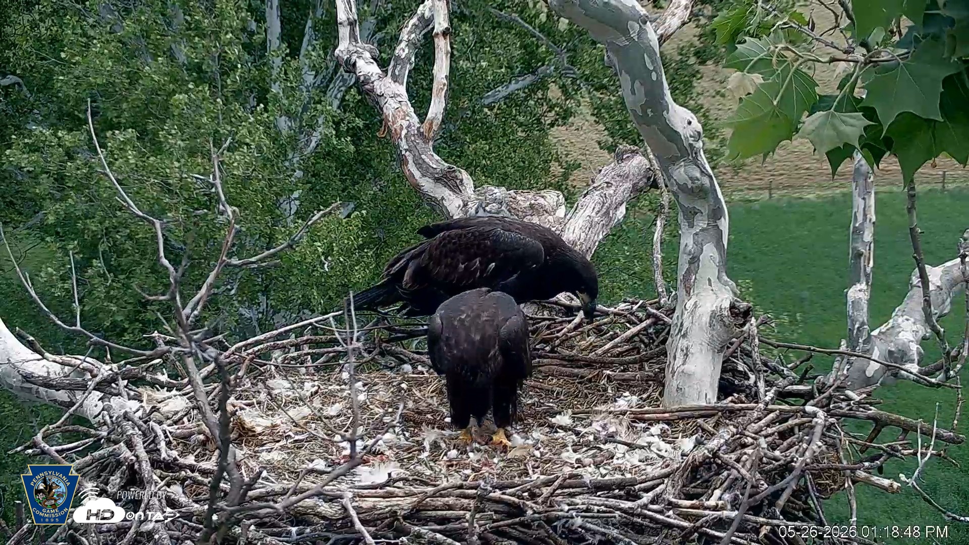 Snapshot of PA Farm Country Eagles Live Cams taken May 26, 2026, 1:19pm EDT