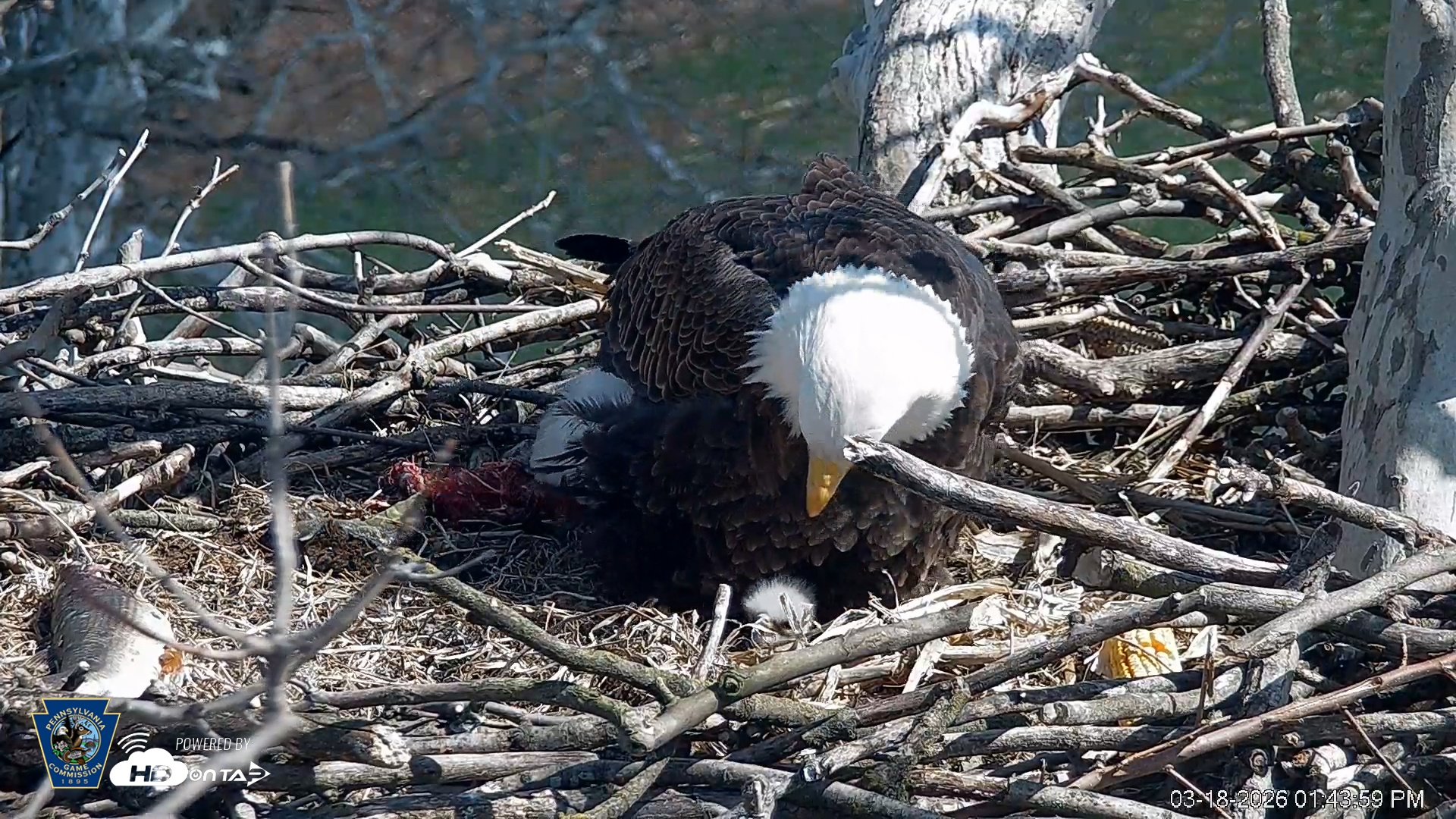 Snapshot of PA Farm Country Eagles Live Cams taken Mar 18, 2026, 1:44pm EDT