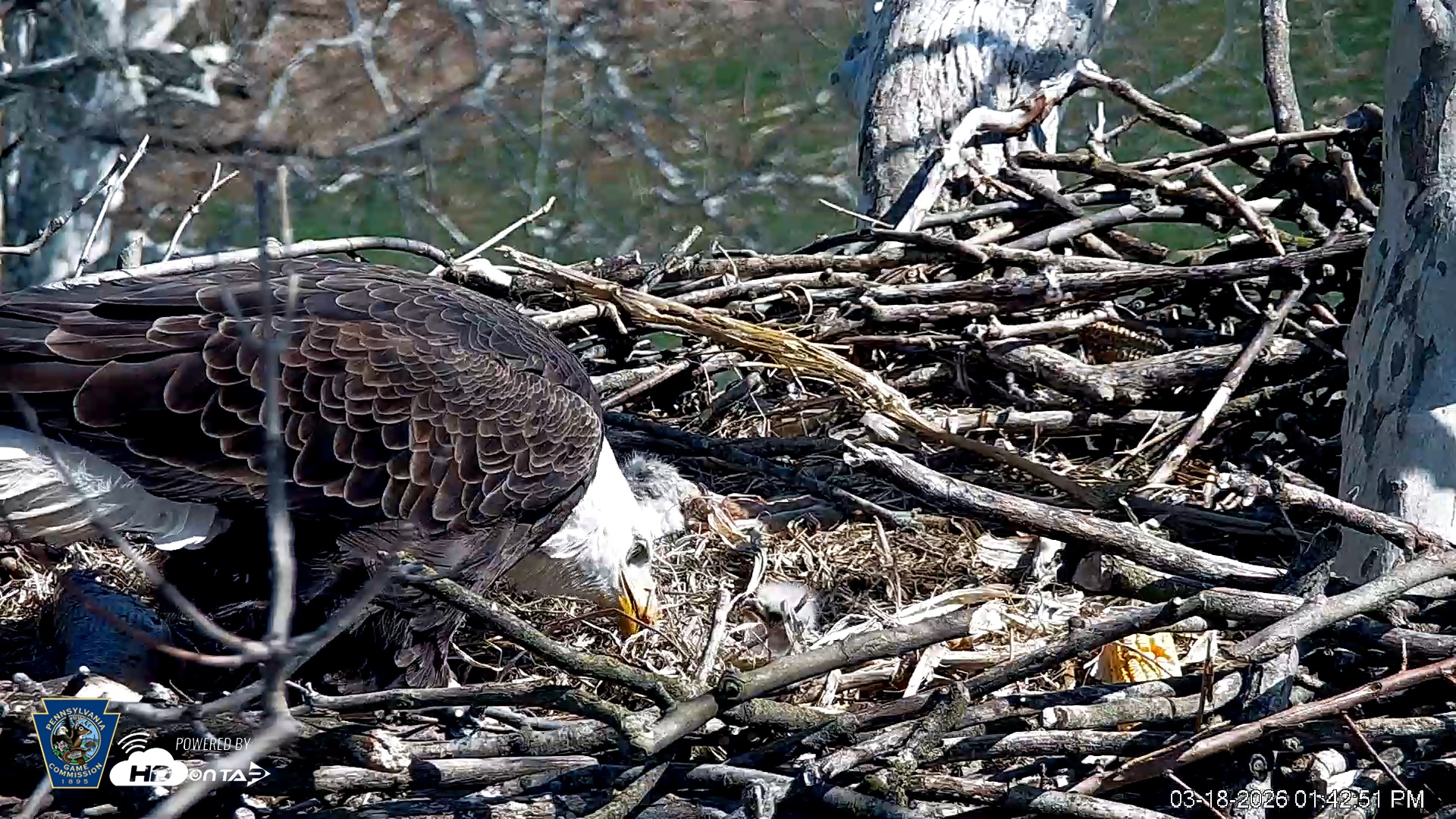 Snapshot of PA Farm Country Eagles Live Cams taken Mar 18, 2026, 1:44pm EDT