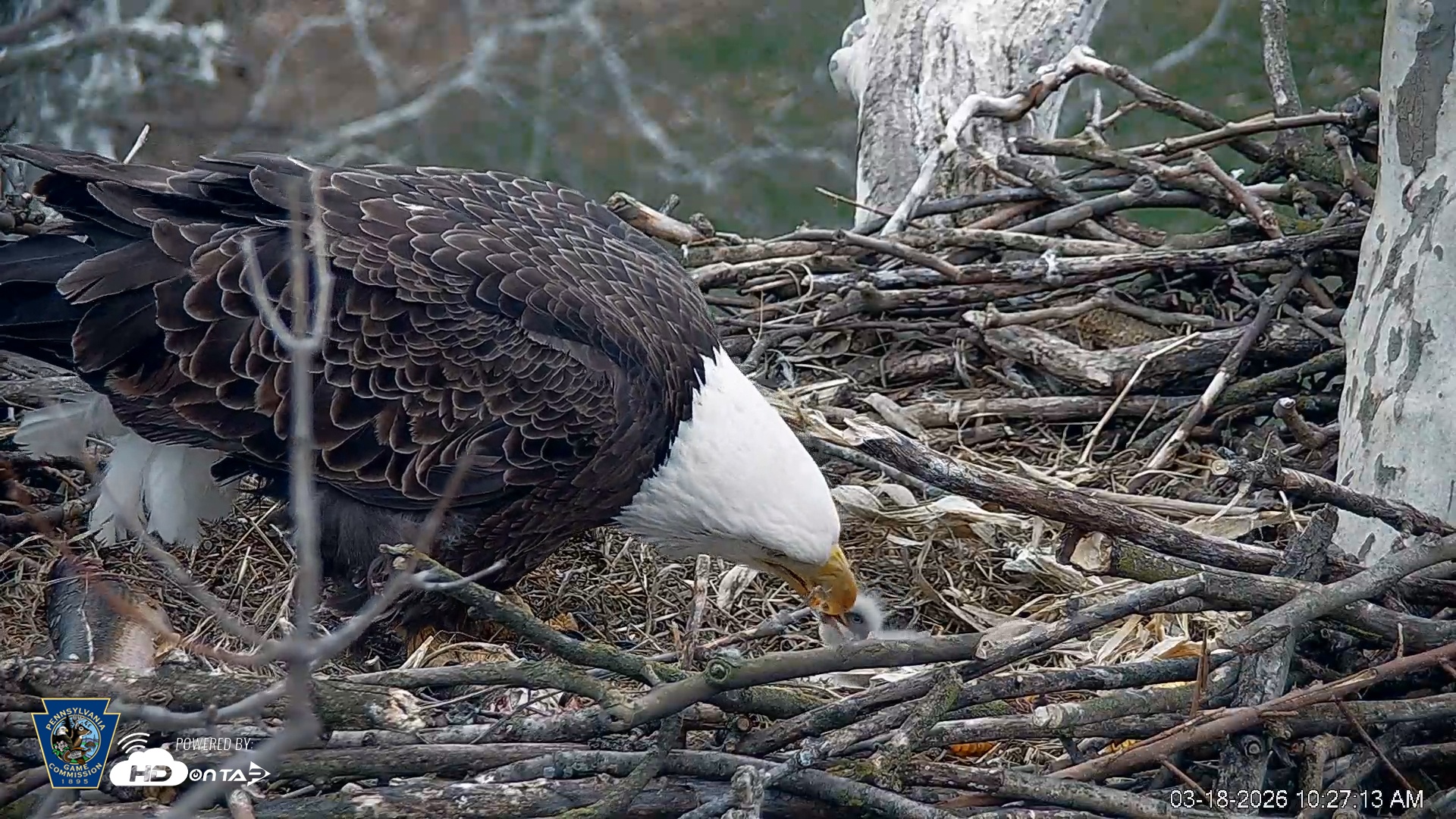Snapshot of PA Farm Country Eagles Live Cams taken Mar 18, 2026, 10:27am EDT