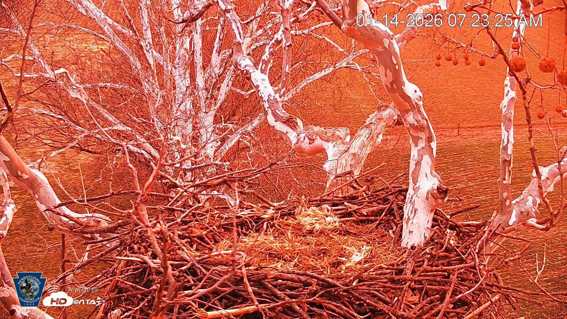 Snapshot of PA Farm Country Eagles Live Cams taken Jan 14, 2026, 7:24am EST