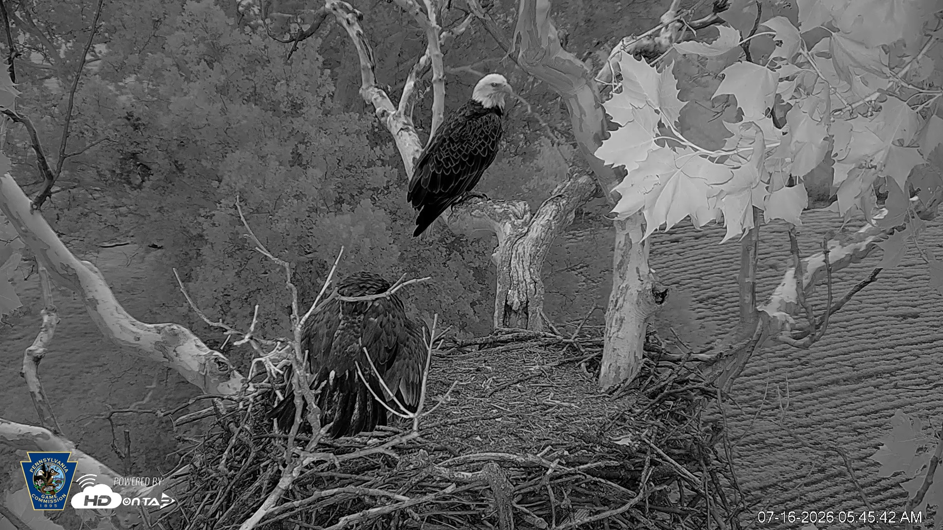 Snapshot of PA Farm Country Eagles Live Cams taken Jul 16, 2026, 5:47am EDT