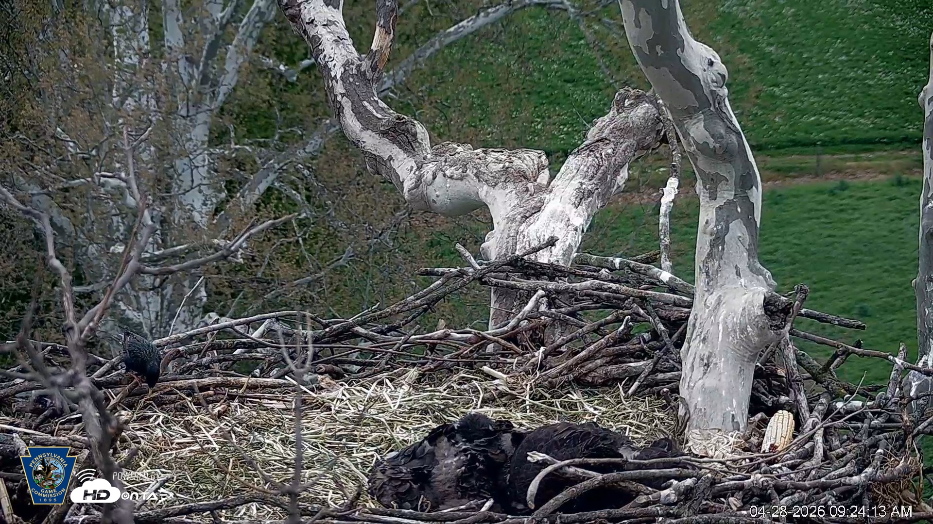 Snapshot of PA Farm Country Eagles Live Cams taken Apr 28, 2026, 9:24am EDT