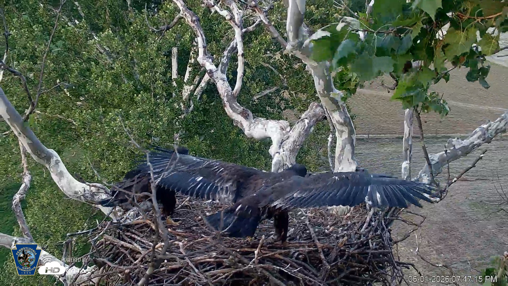 Snapshot of PA Farm Country Eagles Live Cams taken Jun 1, 2026, 7:48pm EDT