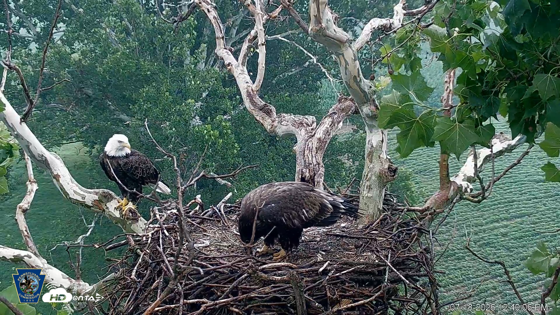 Snapshot of PA Farm Country Eagles Live Cams taken Jul 18, 2026, 12:42pm EDT