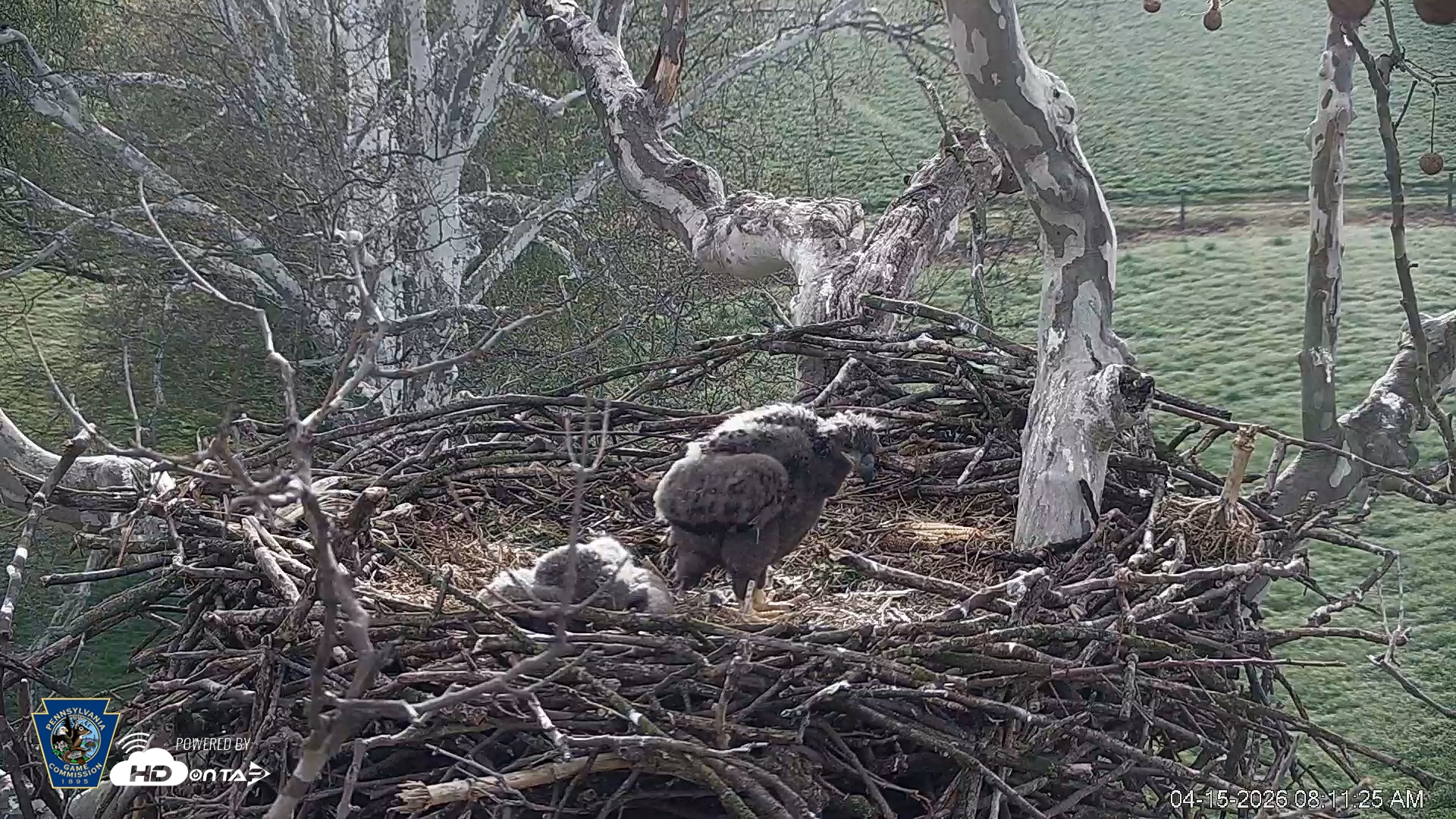 Snapshot of PA Farm Country Eagles Live Cams taken Apr 15, 2026, 8:13am EDT