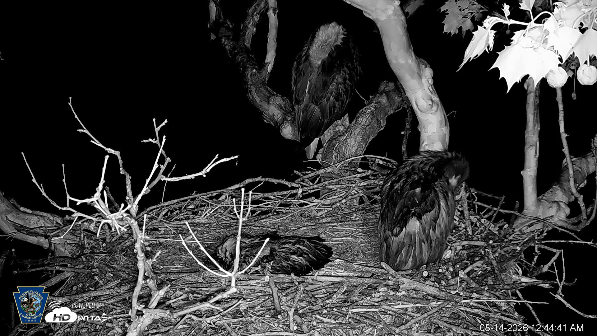 Snapshot of PA Farm Country Eagles Live Cams taken May 14, 2026, 12:46am EDT