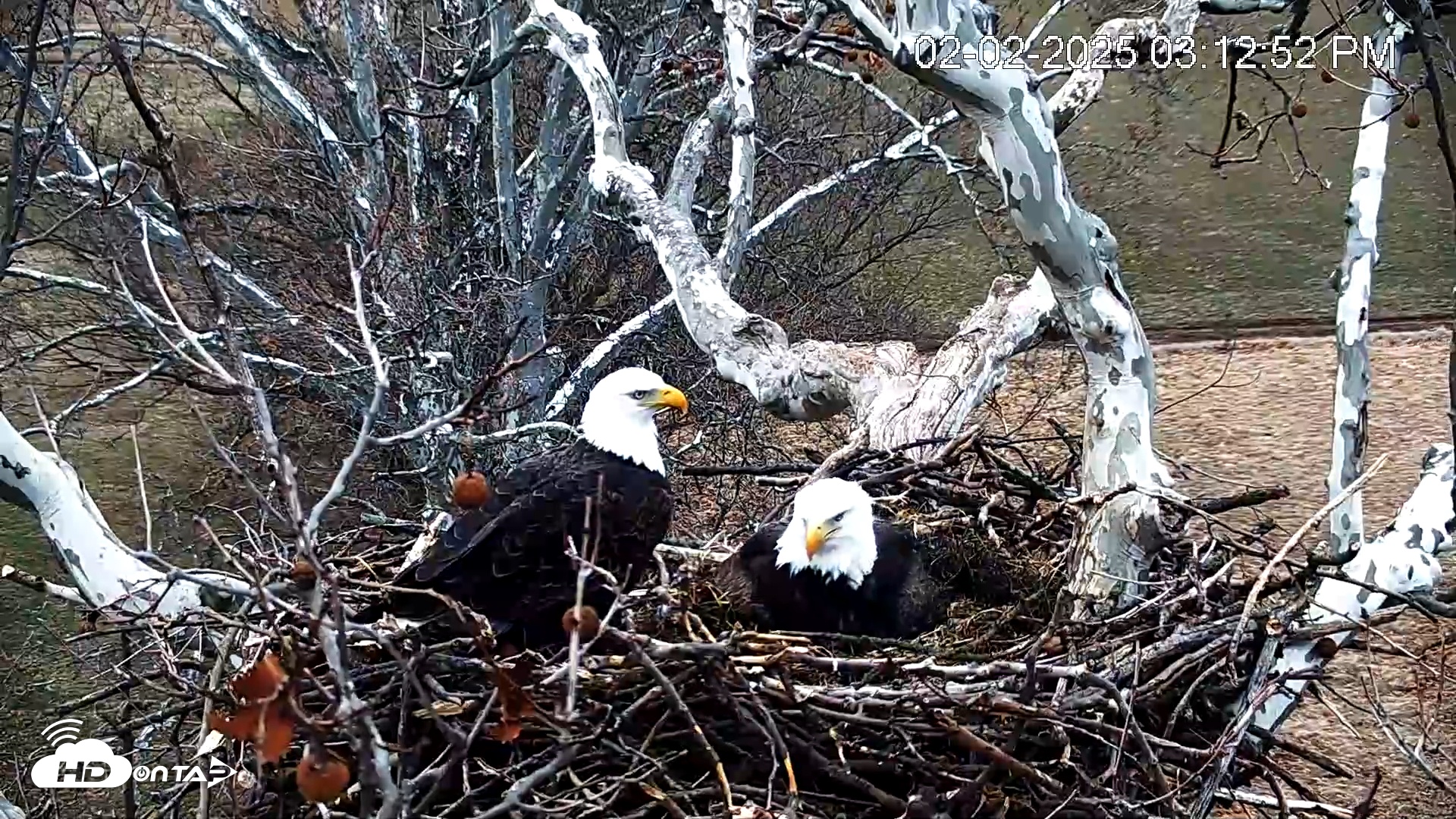 Snapshot of PA Farm Country Eagles Live Cams taken Feb 2, 2025, 3:13pm EST
