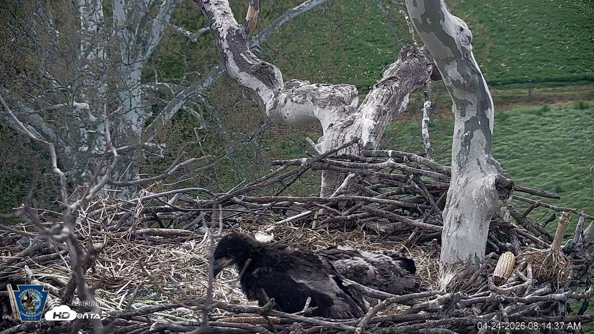 Snapshot of PA Farm Country Eagles Live Cams taken Apr 24, 2026, 8:15am EDT