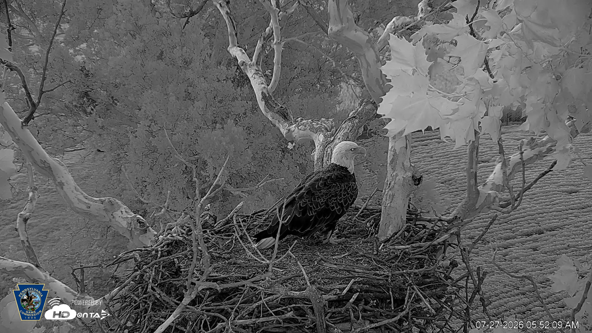 Snapshot of PA Farm Country Eagles Live Cams taken Jul 27, 2026, 5:52am EDT