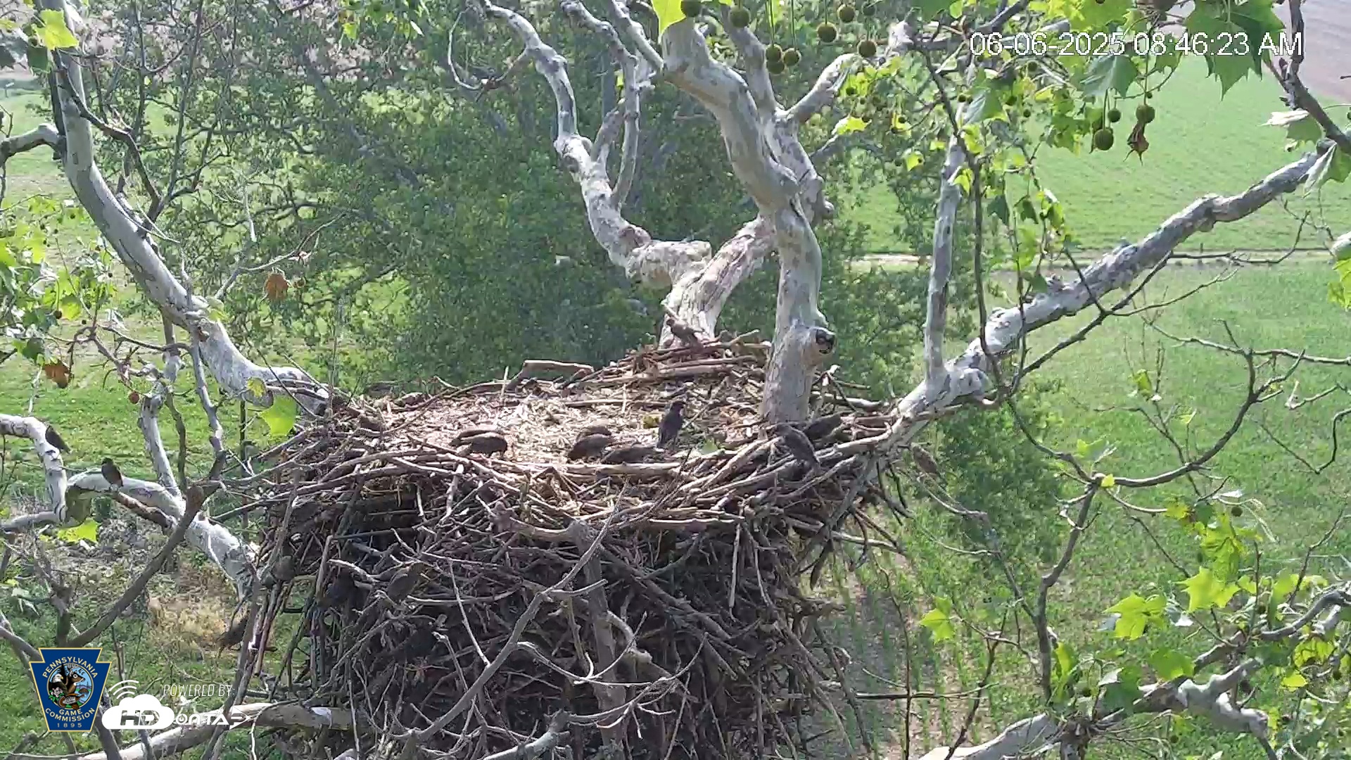 Snapshot of PA Farm Country Eagles Live Cams taken Jun 6, 2025, 8:47am EDT
