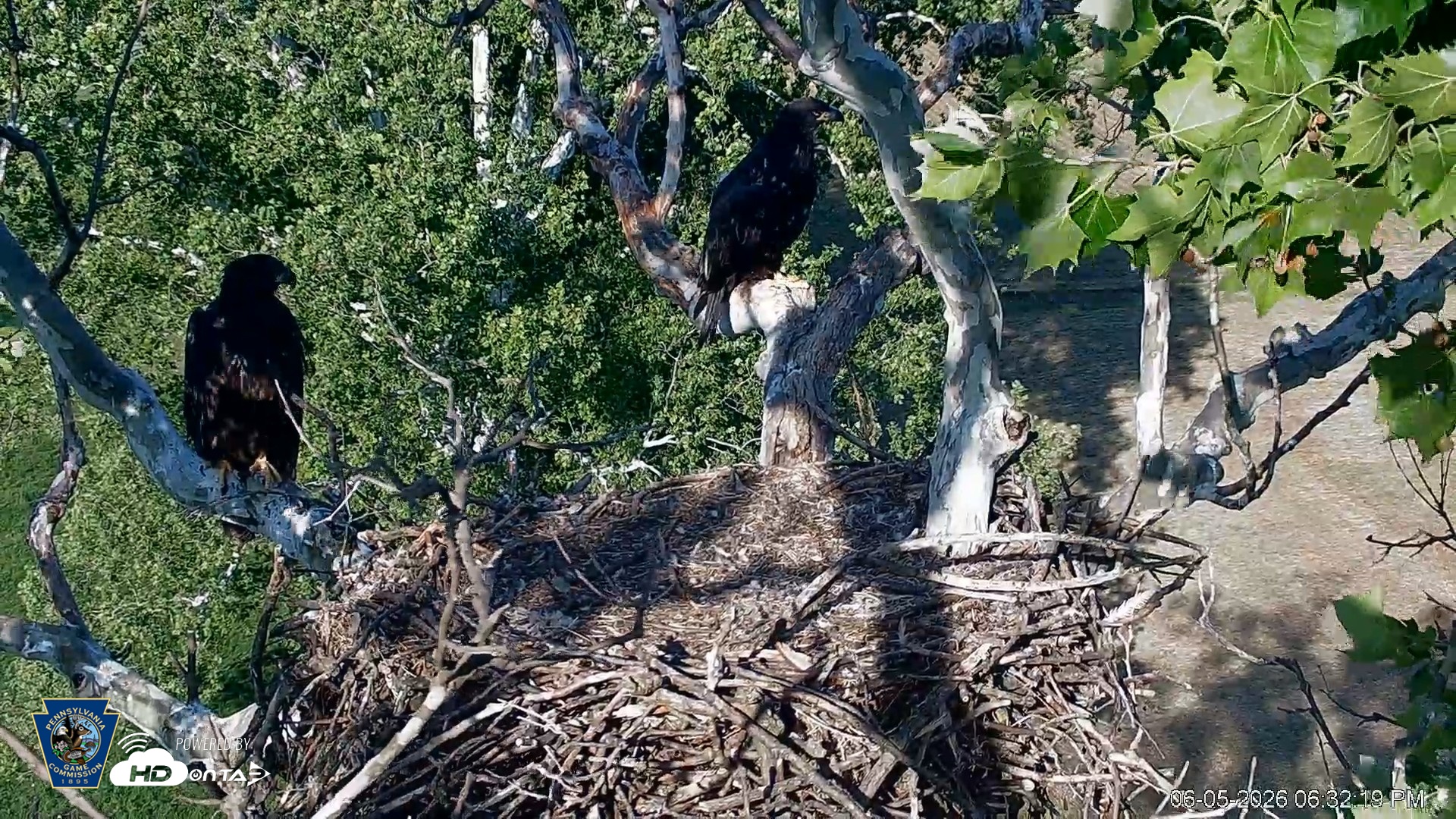 Snapshot of PA Farm Country Eagles Live Cams taken Jun 5, 2026, 6:33pm EDT