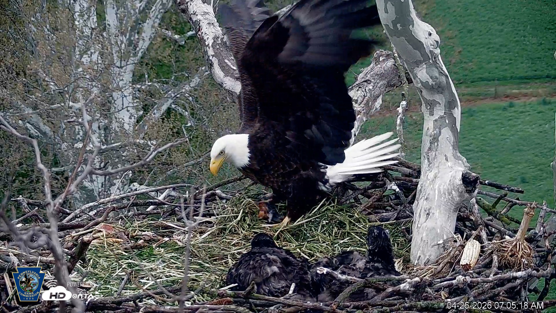 Snapshot of PA Farm Country Eagles Live Cams taken Apr 26, 2026, 7:08am EDT