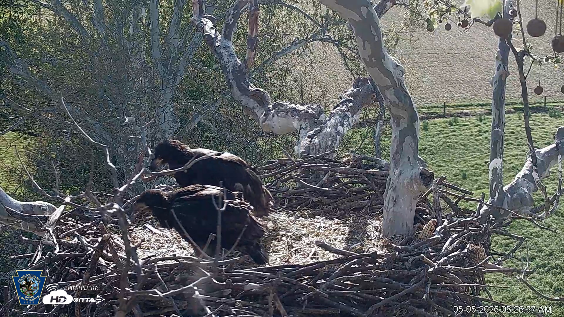 Snapshot of PA Farm Country Eagles Live Cams taken May 5, 2026, 8:27am EDT
