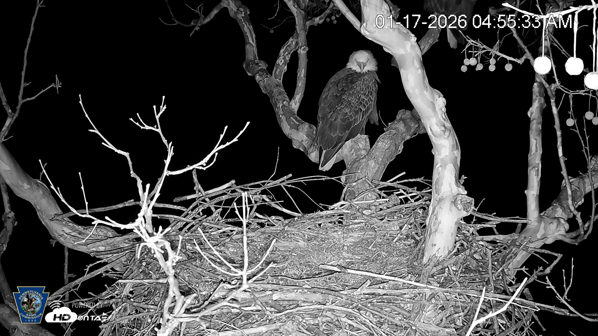Snapshot of PA Farm Country Eagles Live Cams taken Jan 17, 2026, 4:56am EST