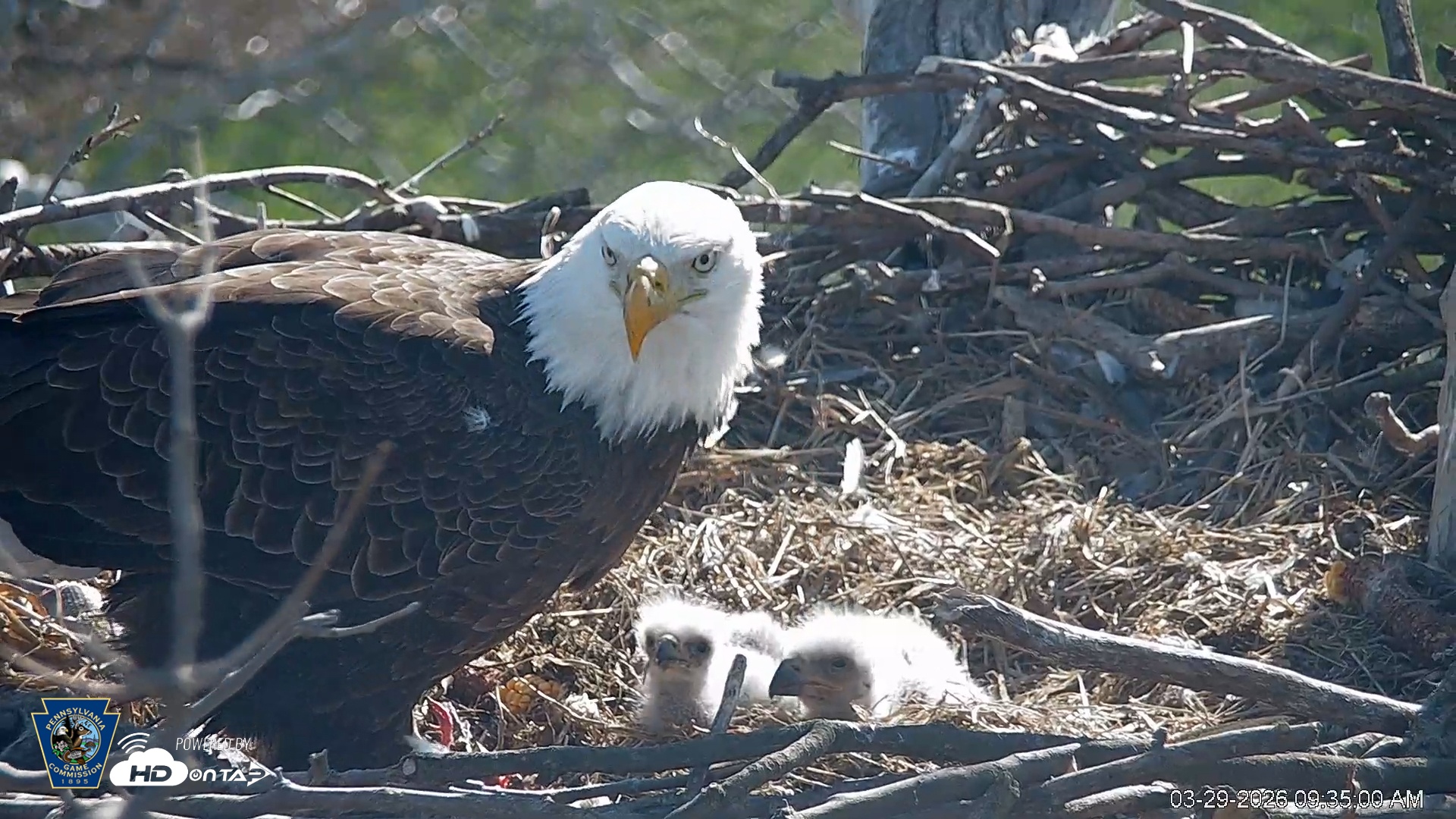 Snapshot of PA Farm Country Eagles Live Cams taken Mar 29, 2026, 9:35am EDT