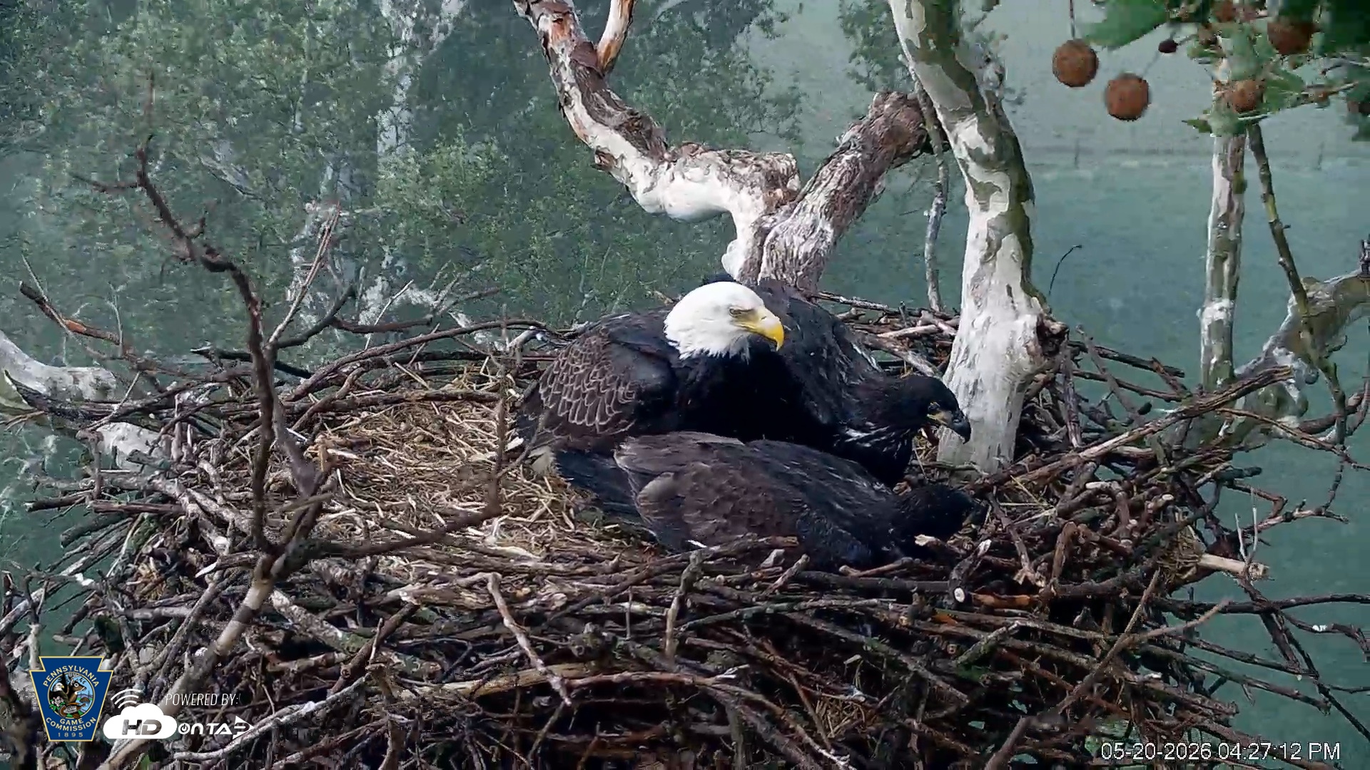 Snapshot of PA Farm Country Eagles Live Cams taken May 20, 2026, 4:28pm EDT