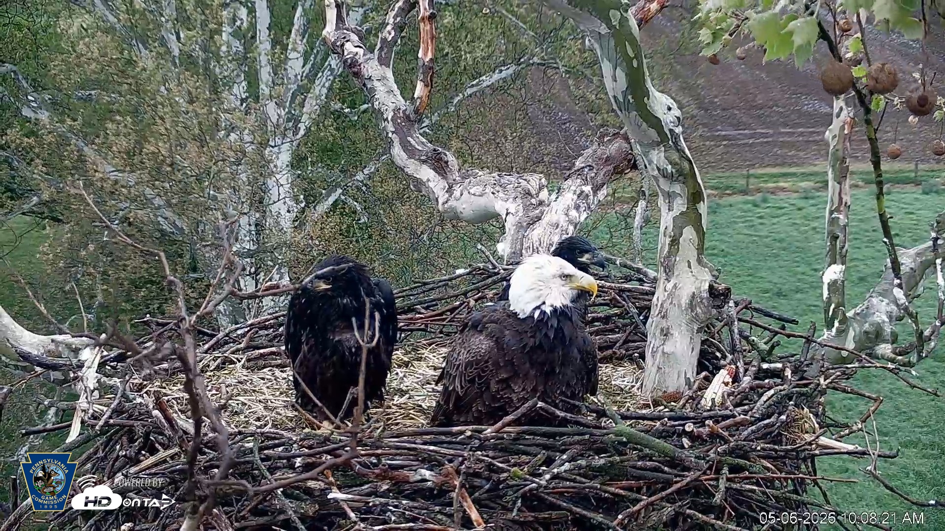 Snapshot of PA Farm Country Eagles Live Cams taken May 6, 2026, 10:09am EDT