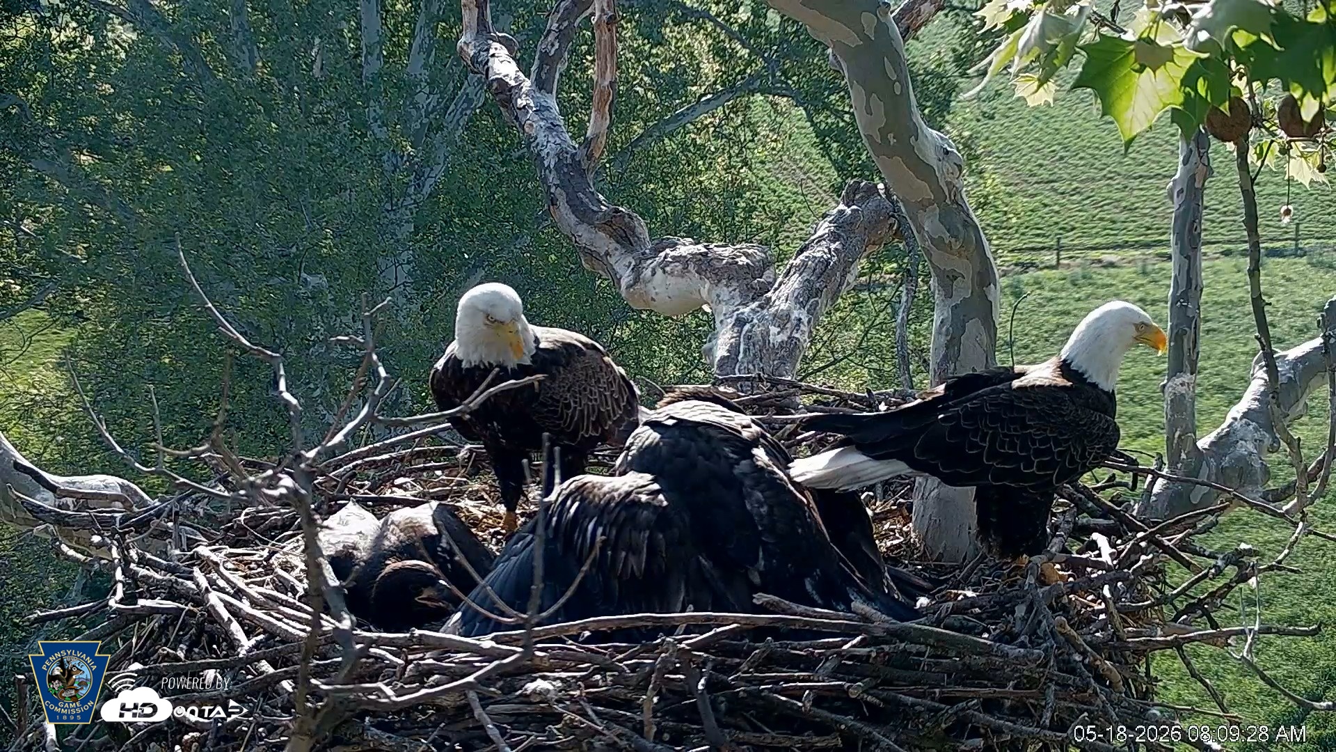 Snapshot of PA Farm Country Eagles Live Cams taken May 18, 2026, 8:10am EDT