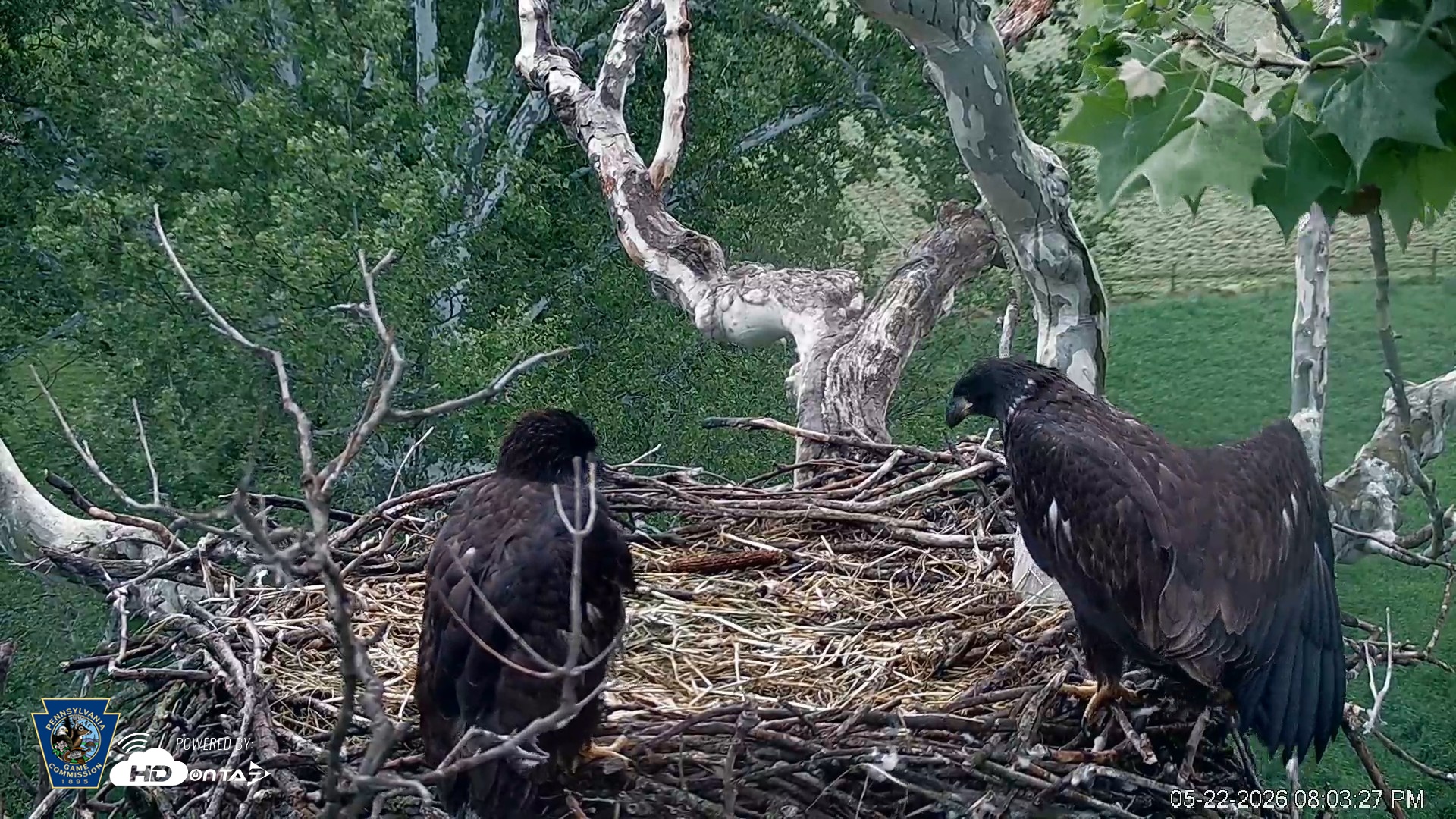 Snapshot of PA Farm Country Eagles Live Cams taken May 22, 2026, 8:04pm EDT