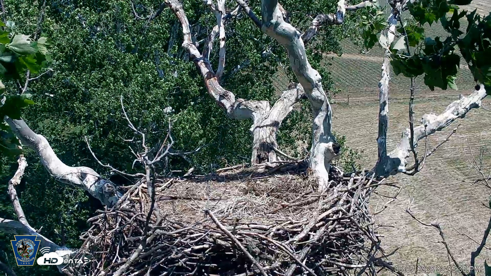 Snapshot of PA Farm Country Eagles Live Cams taken Jun 7, 2026, 2:06pm EDT
