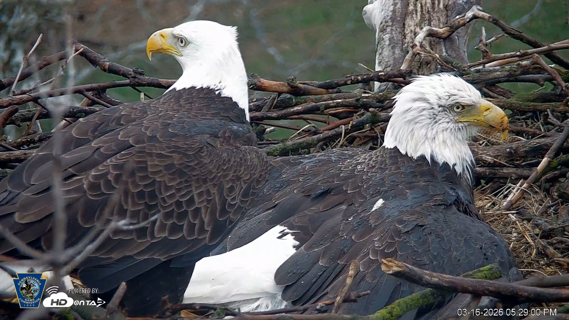 Snapshot of PA Farm Country Eagles Live Cams taken Mar 16, 2026, 5:29pm EDT