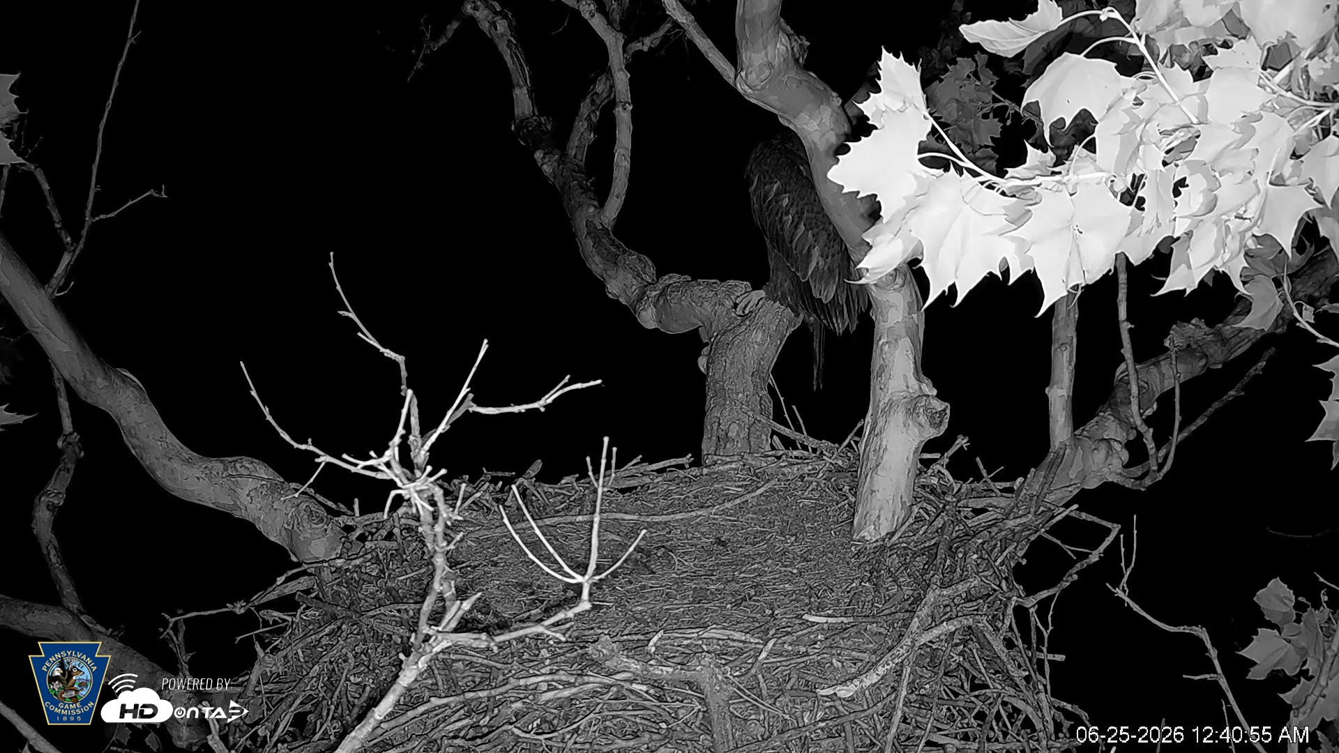 Snapshot of PA Farm Country Eagles Live Cams taken Jun 25, 2026, 12:41am EDT