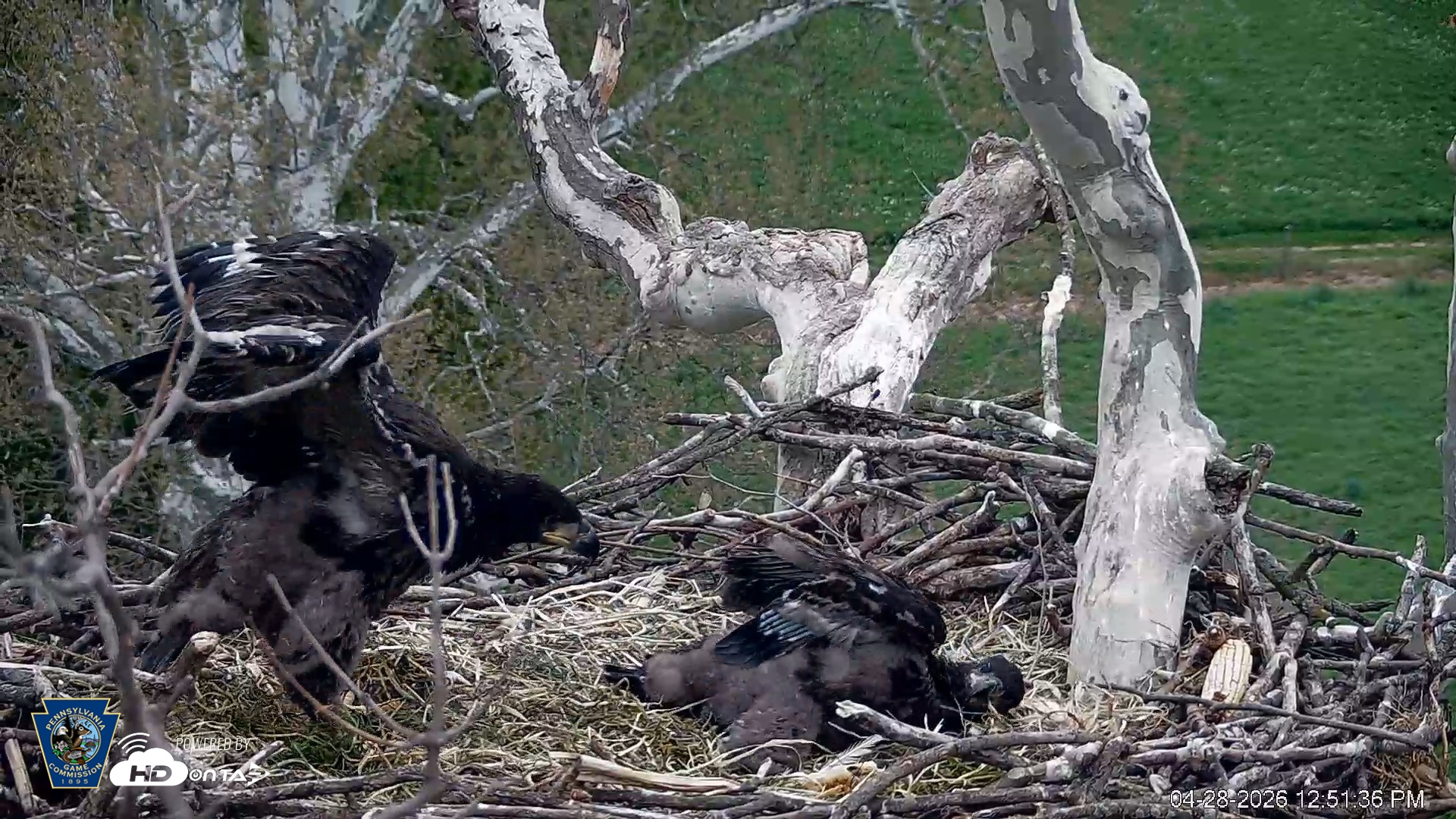 Snapshot of PA Farm Country Eagles Live Cams taken Apr 28, 2026, 12:52pm EDT