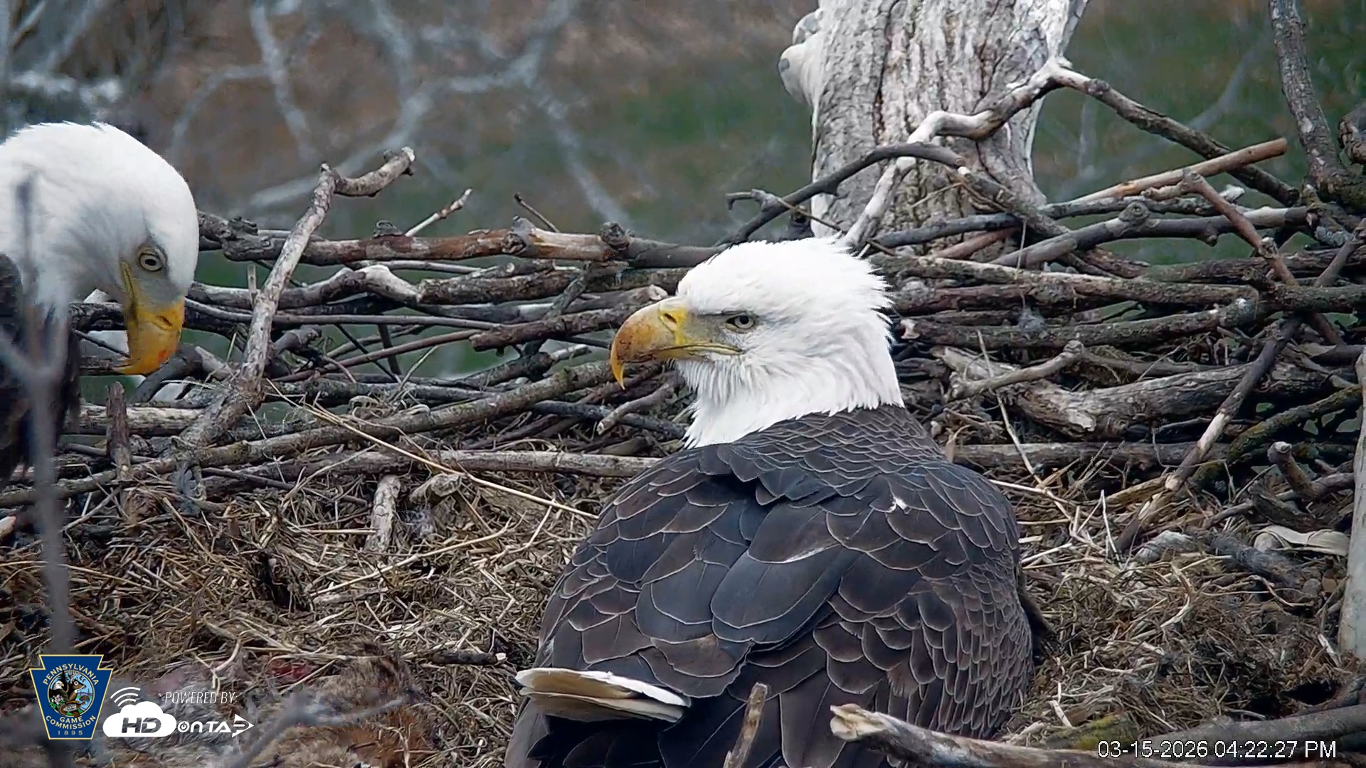 Snapshot of PA Farm Country Eagles Live Cams taken Mar 15, 2026, 4:23pm EDT