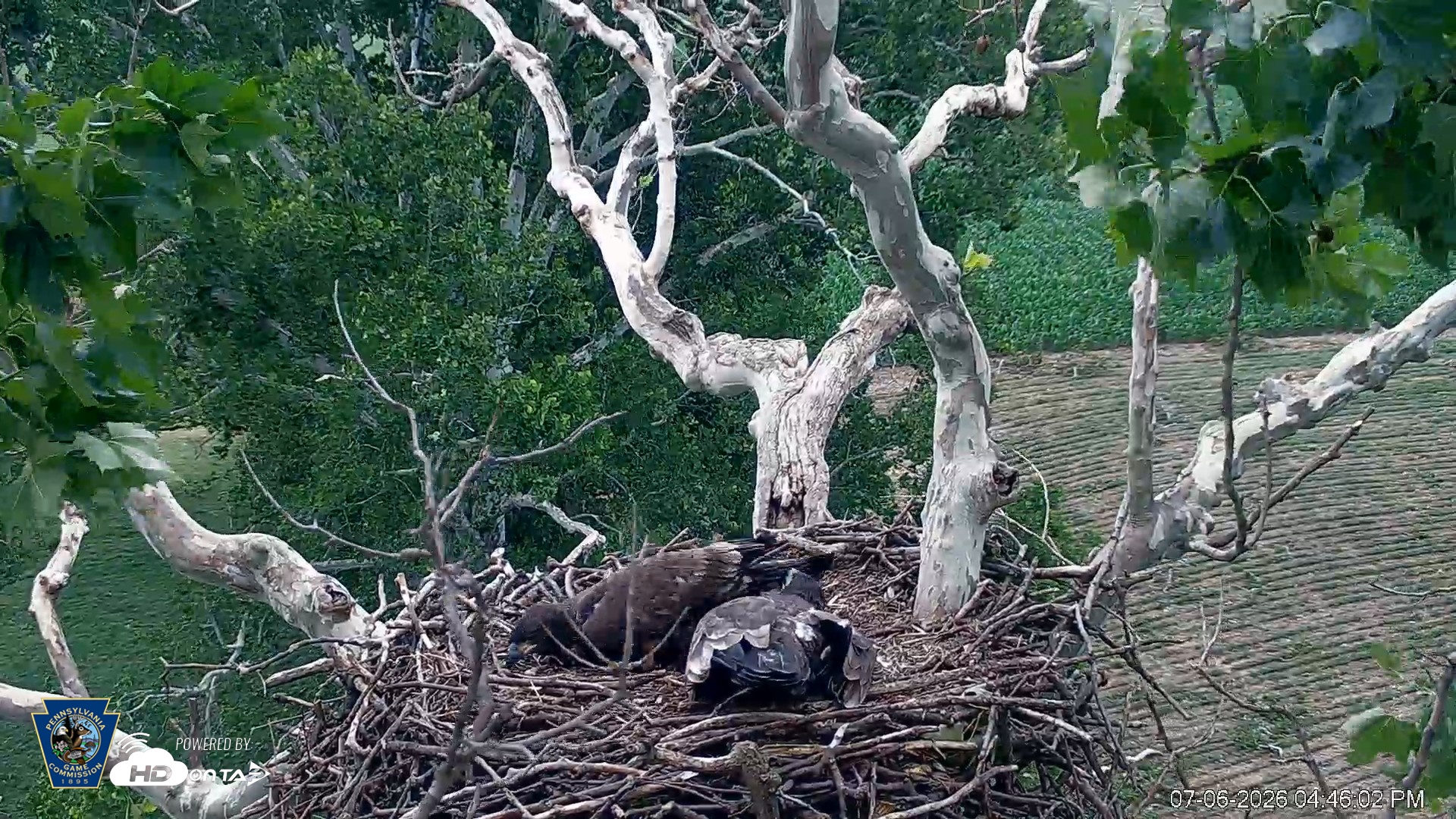Snapshot of PA Farm Country Eagles Live Cams taken Jul 6, 2026, 4:47pm EDT