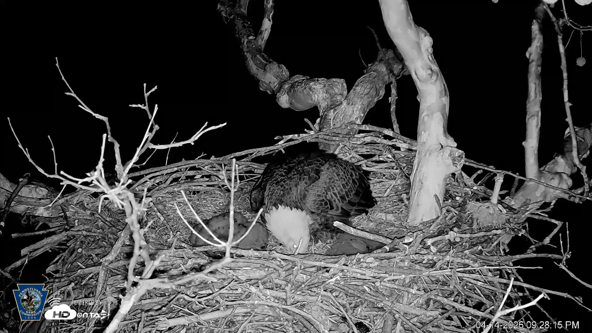 Snapshot of PA Farm Country Eagles Live Cams taken Apr 14, 2026, 9:28pm EDT