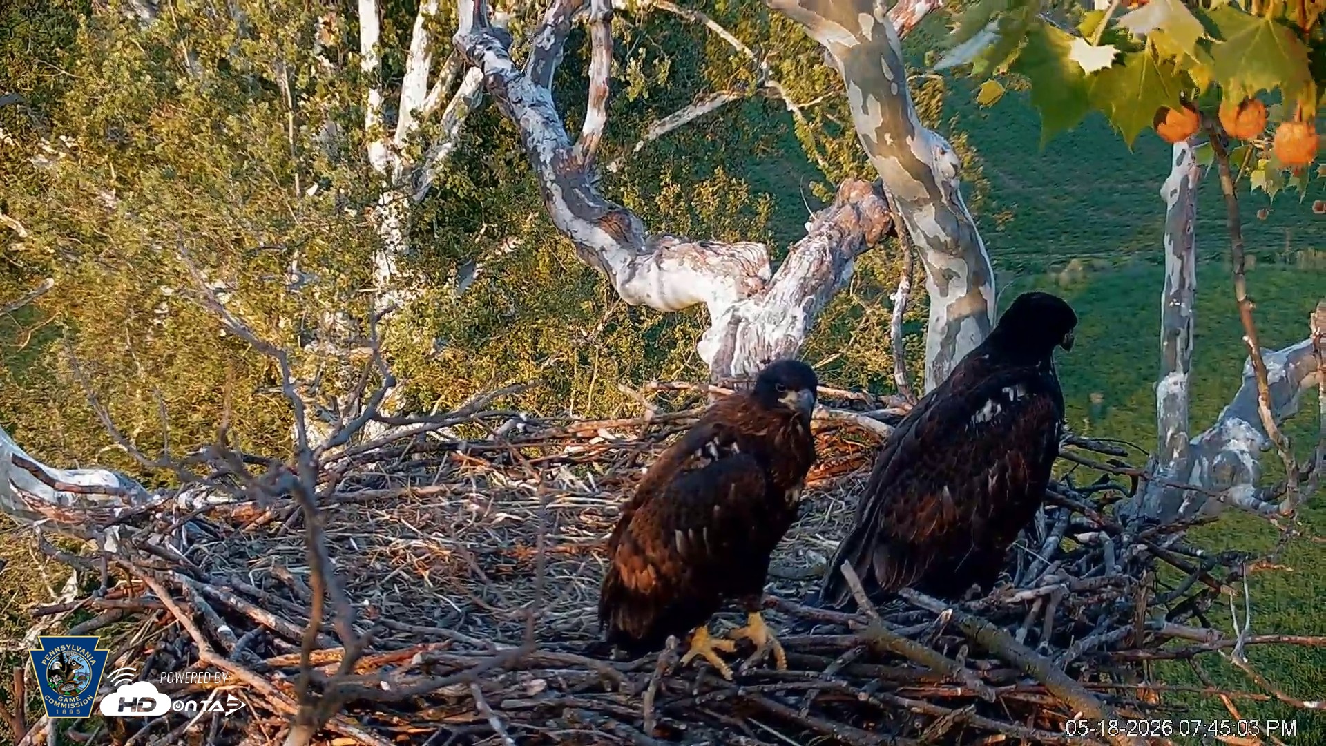 Snapshot of PA Farm Country Eagles Live Cams taken May 18, 2026, 7:45pm EDT