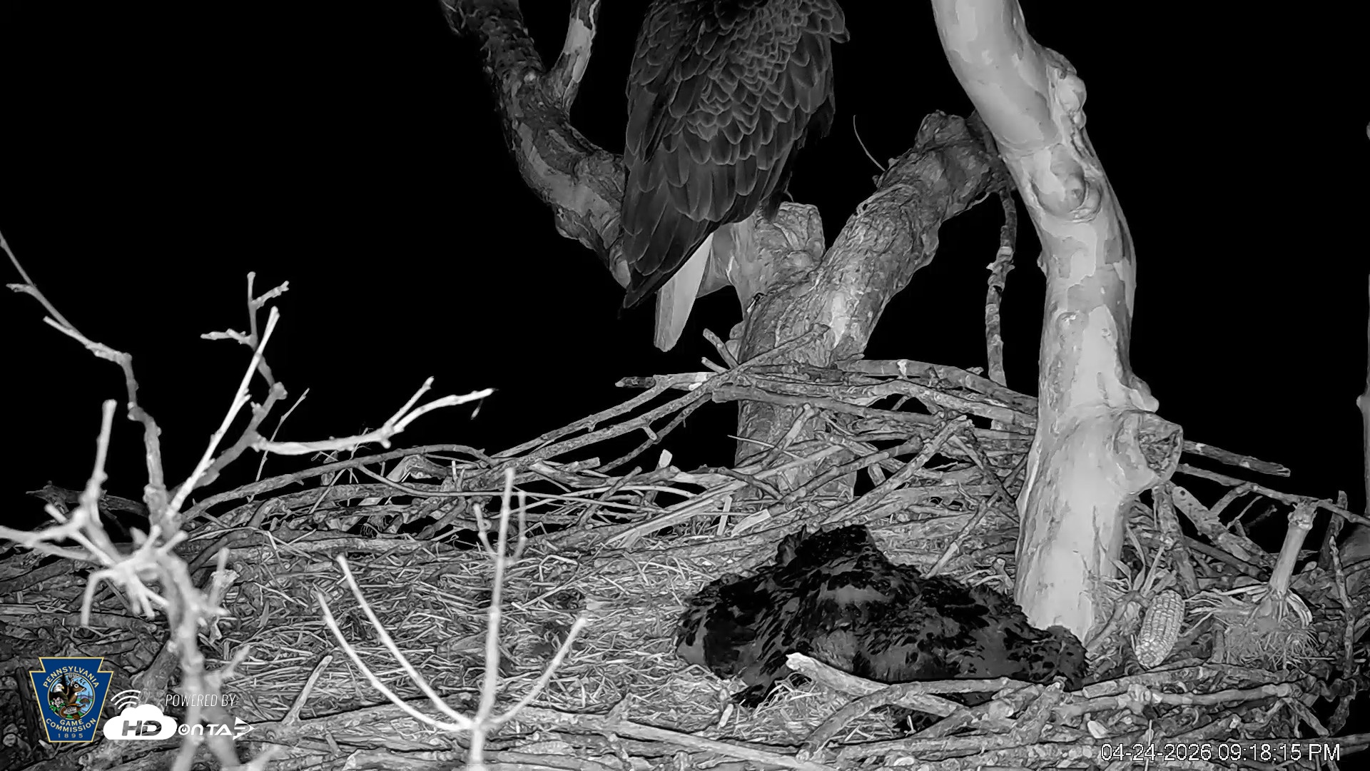 Snapshot of PA Farm Country Eagles Live Cams taken Apr 24, 2026, 9:18pm EDT