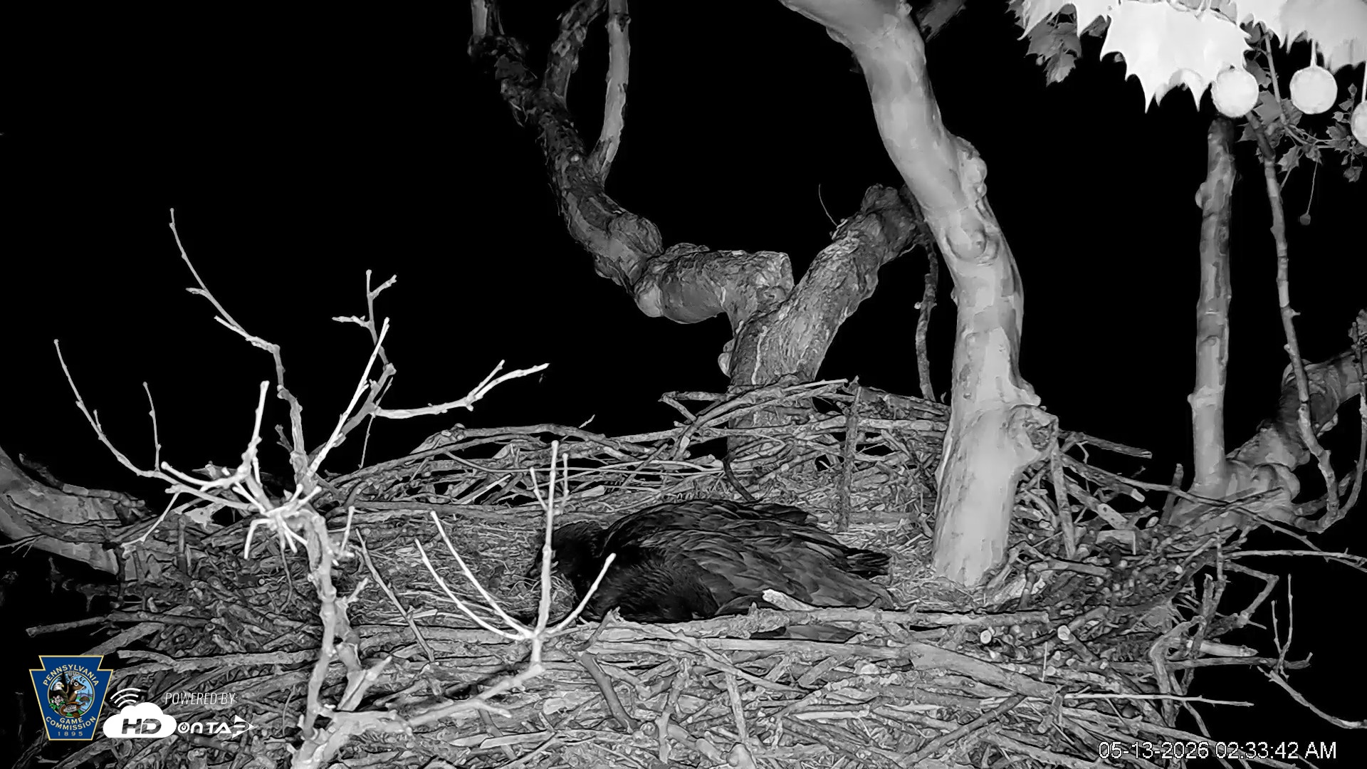 Snapshot of PA Farm Country Eagles Live Cams taken May 13, 2026, 2:35am EDT