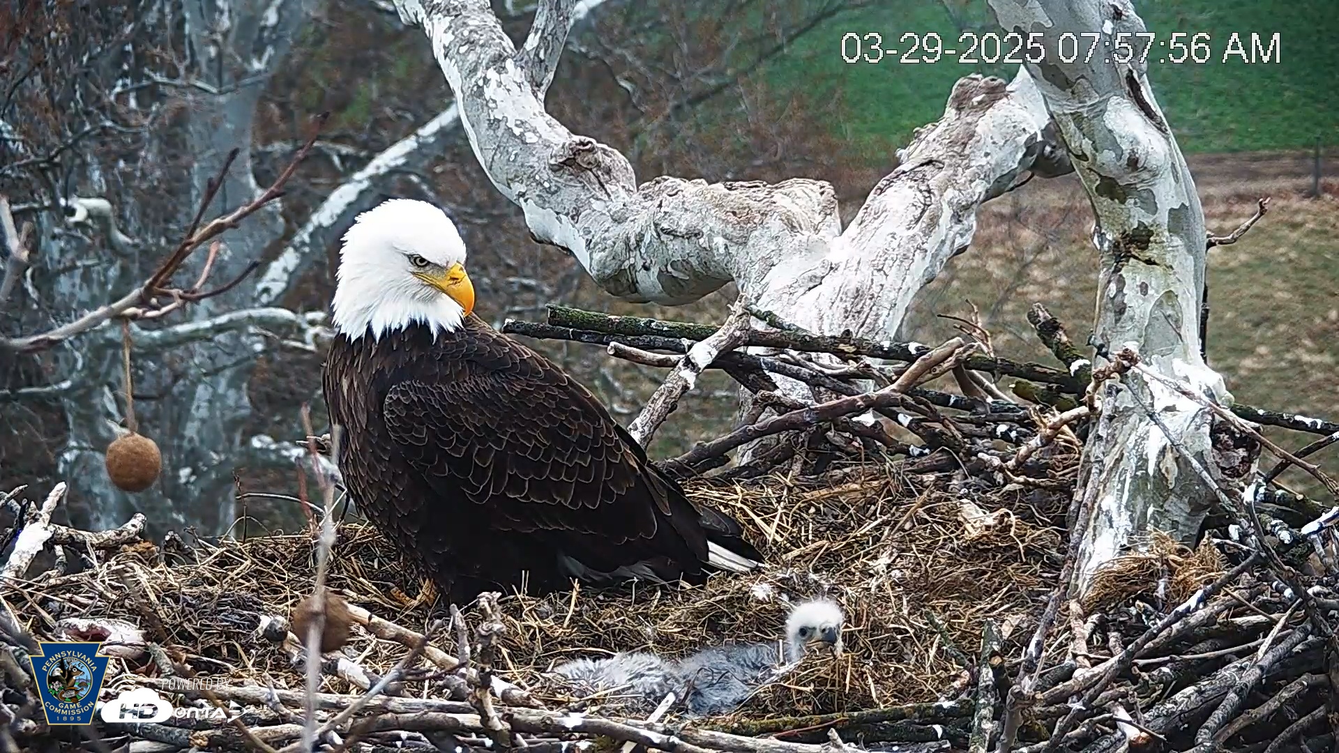 Snapshot of PA Farm Country Eagles Live Cams taken Mar 29, 2025, 7:58am EDT