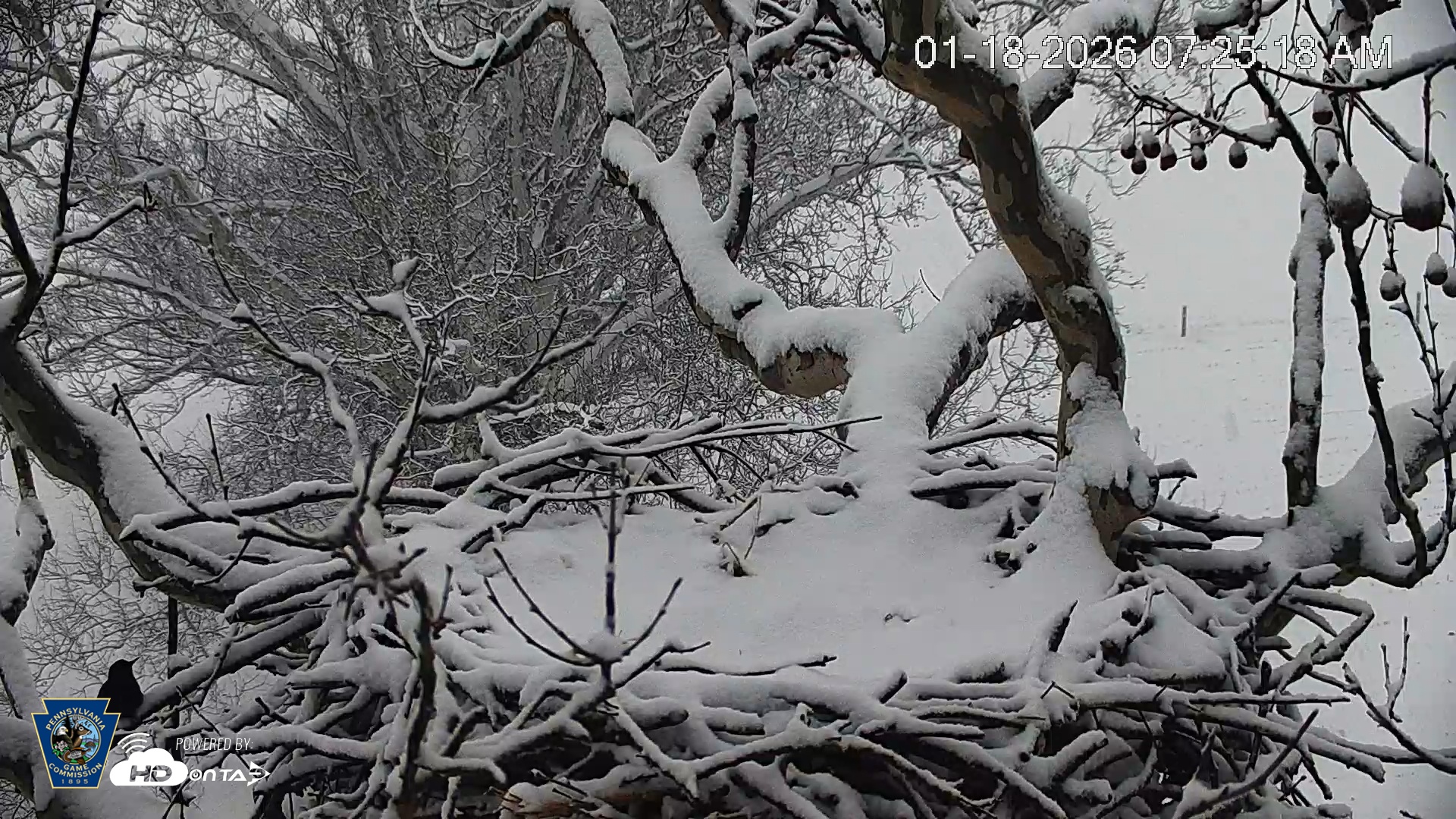 Snapshot of PA Farm Country Eagles Live Cams taken Jan 18, 2026, 7:26am EST