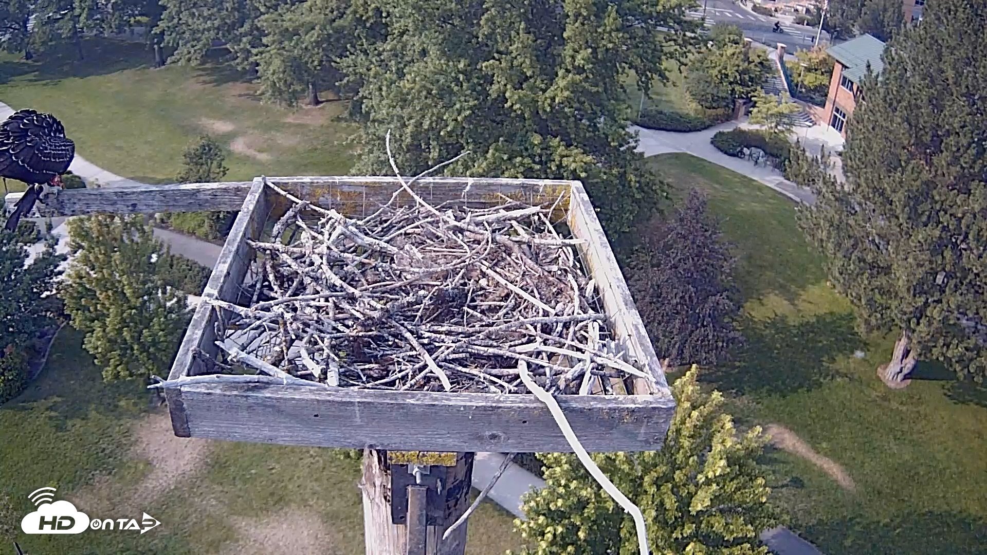 Snapshot of Coeur d'Alene Idaho Live Geese Cam taken Aug 6, 2026, 5:10pm PDT