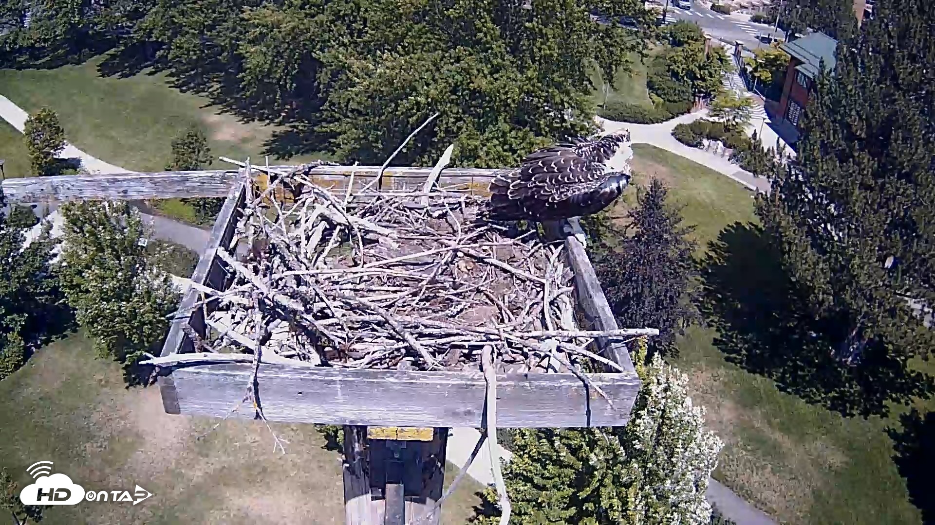 Snapshot of Coeur d'Alene Idaho Live Geese Cam taken Jul 24, 2026, 1:03pm PDT