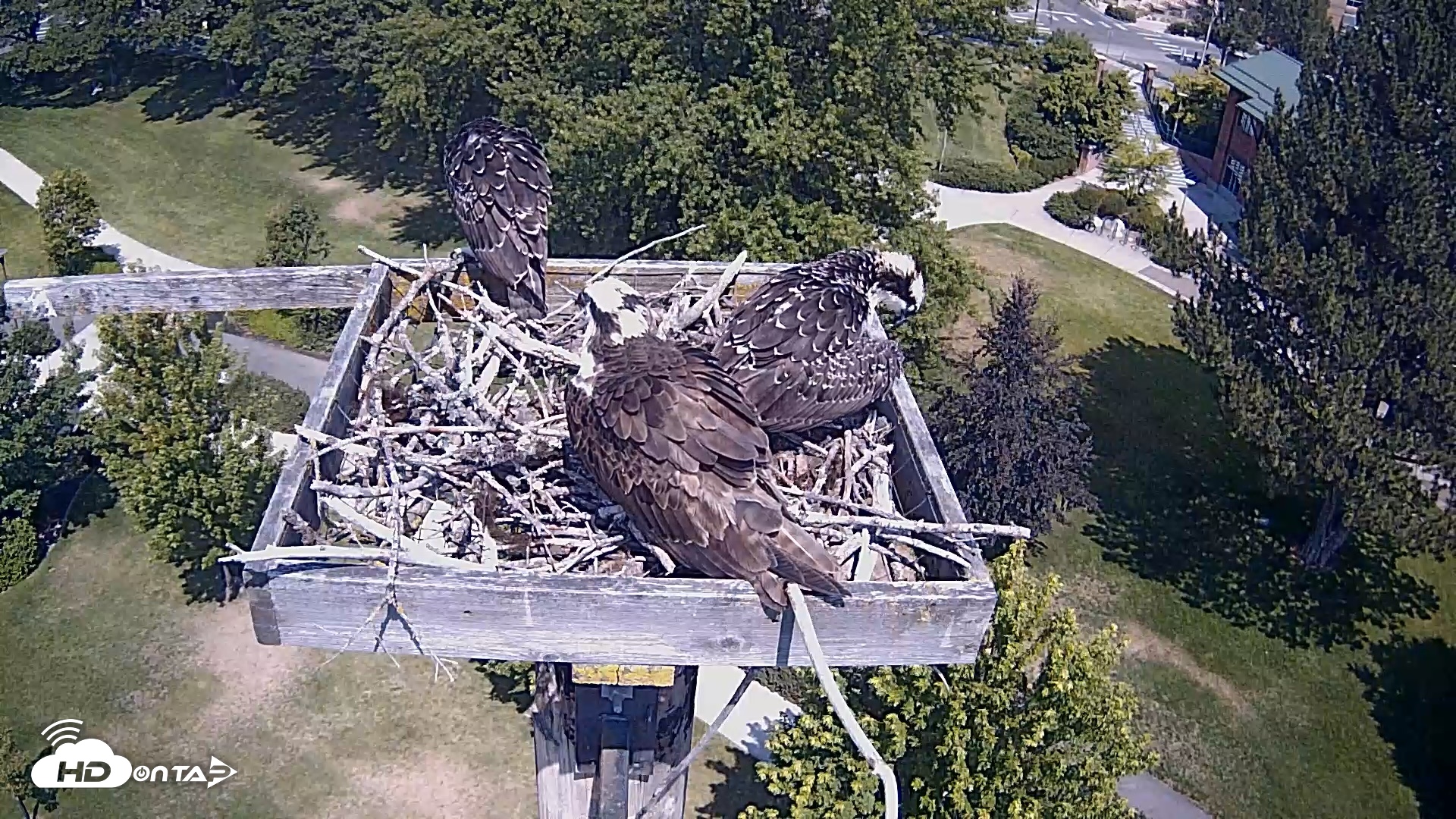 Snapshot of Coeur d'Alene Idaho Live Geese Cam taken Jul 29, 2026, 12:39pm PDT