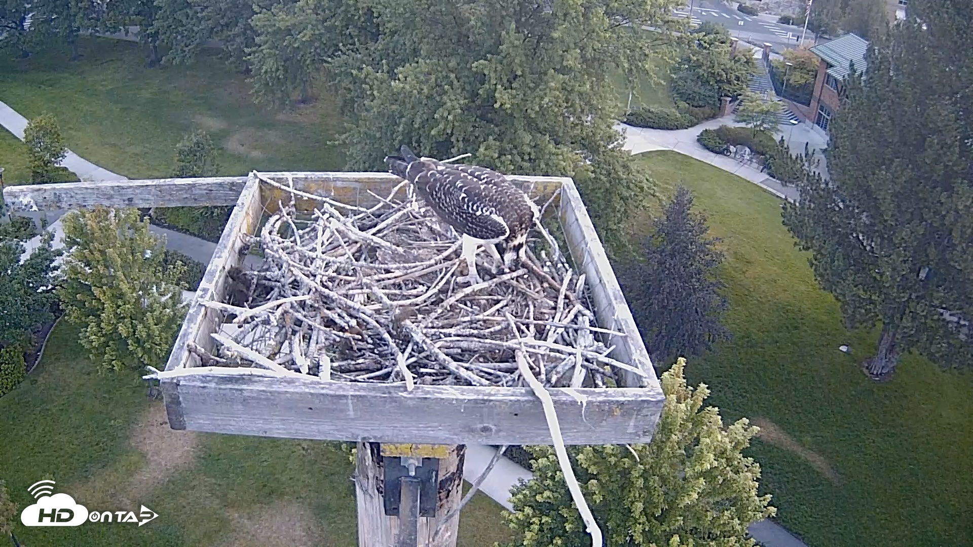Snapshot of Coeur d'Alene Idaho Live Geese Cam taken Aug 16, 2026, 6:21am PDT