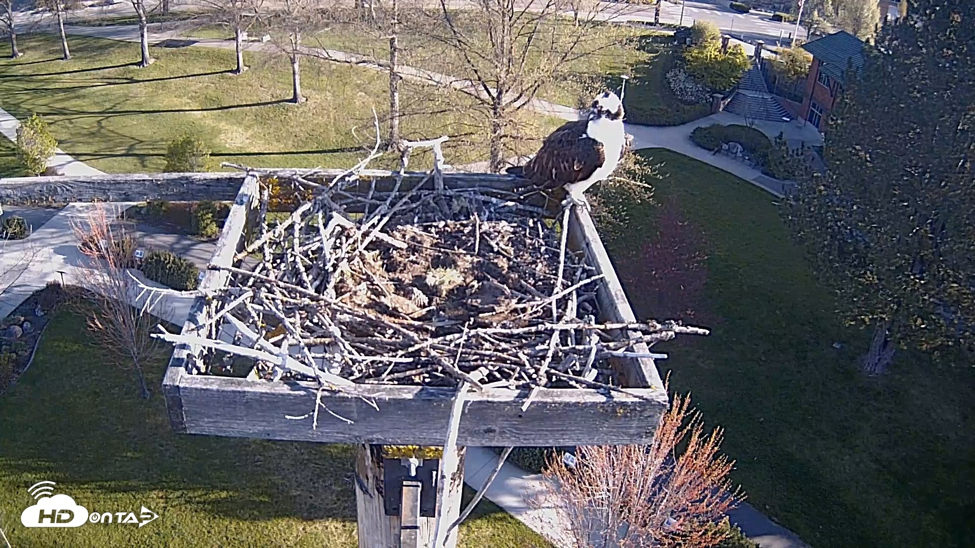 Snapshot of Coeur d'Alene Idaho Live Geese Cam taken Apr 26, 2026, 7:36am PDT