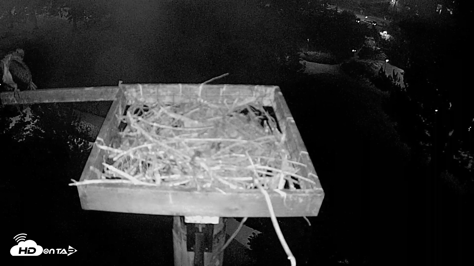 Snapshot of Coeur d'Alene Idaho Live Geese Cam taken Aug 17, 2026, 3:56am PDT