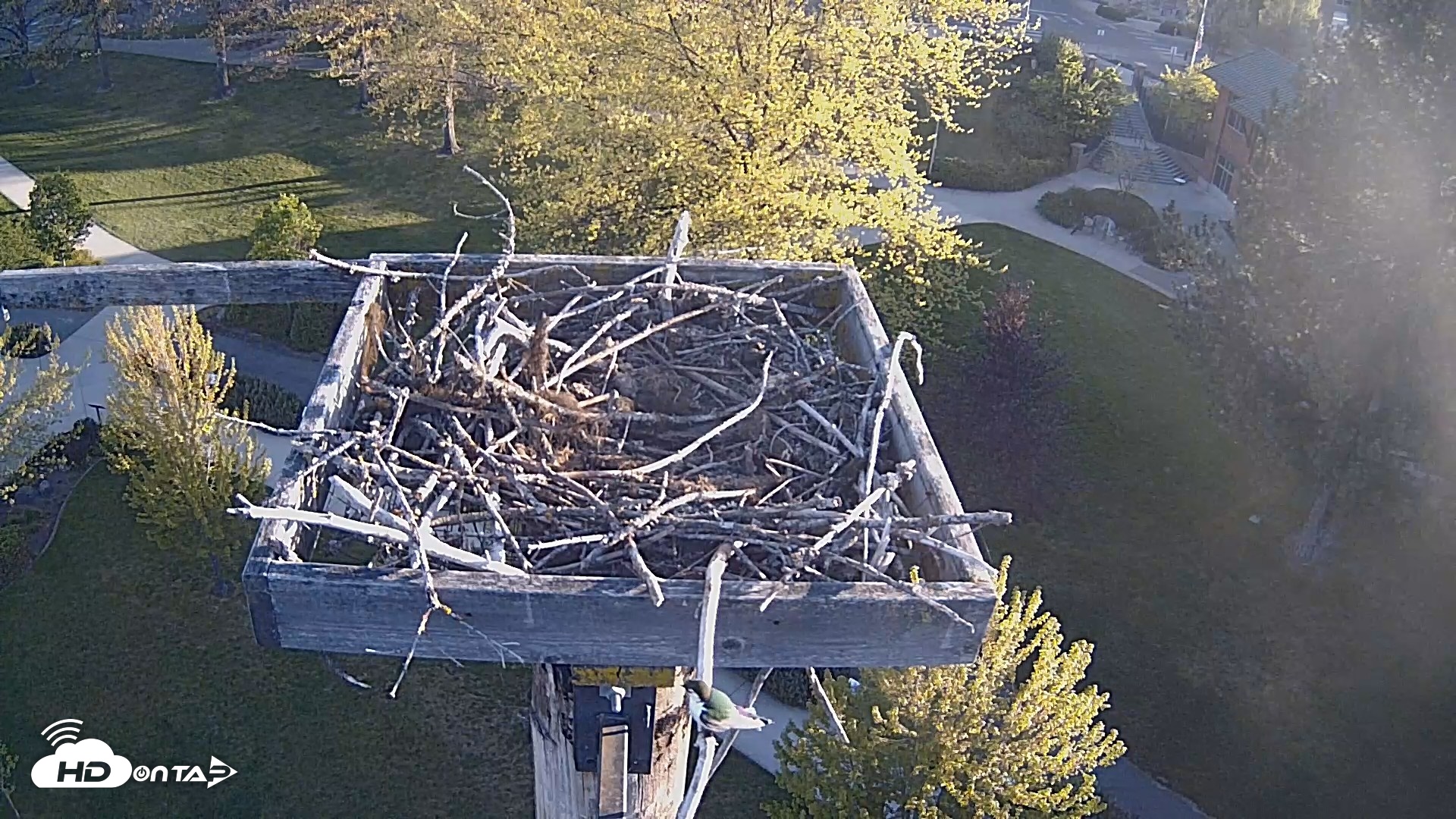 Snapshot of Coeur d'Alene Idaho Live Geese Cam taken May 5, 2026, 6:24am PDT
