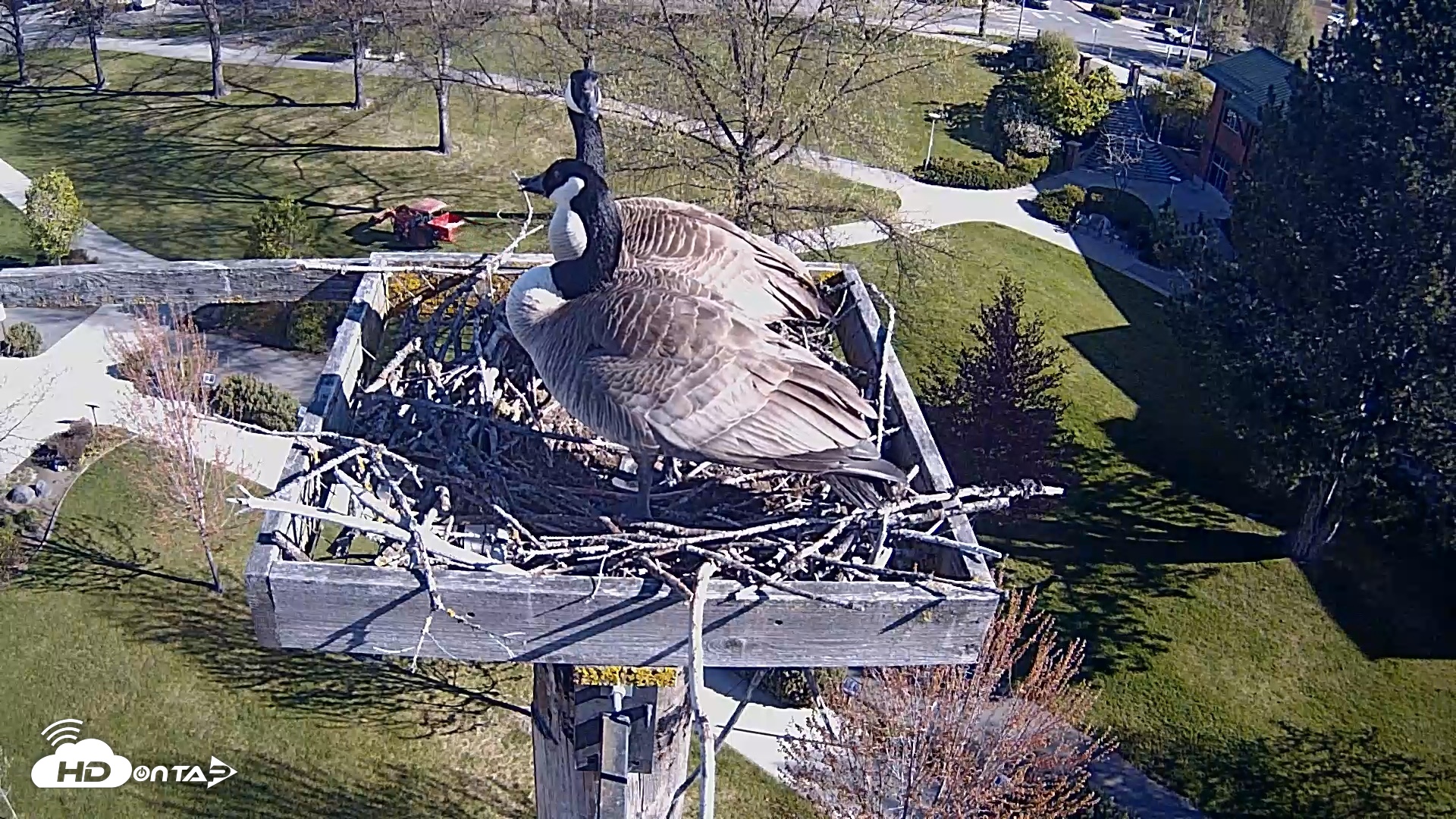 Snapshot of Coeur d'Alene Idaho Live Geese Cam taken Apr 30, 2026, 8:45am PDT