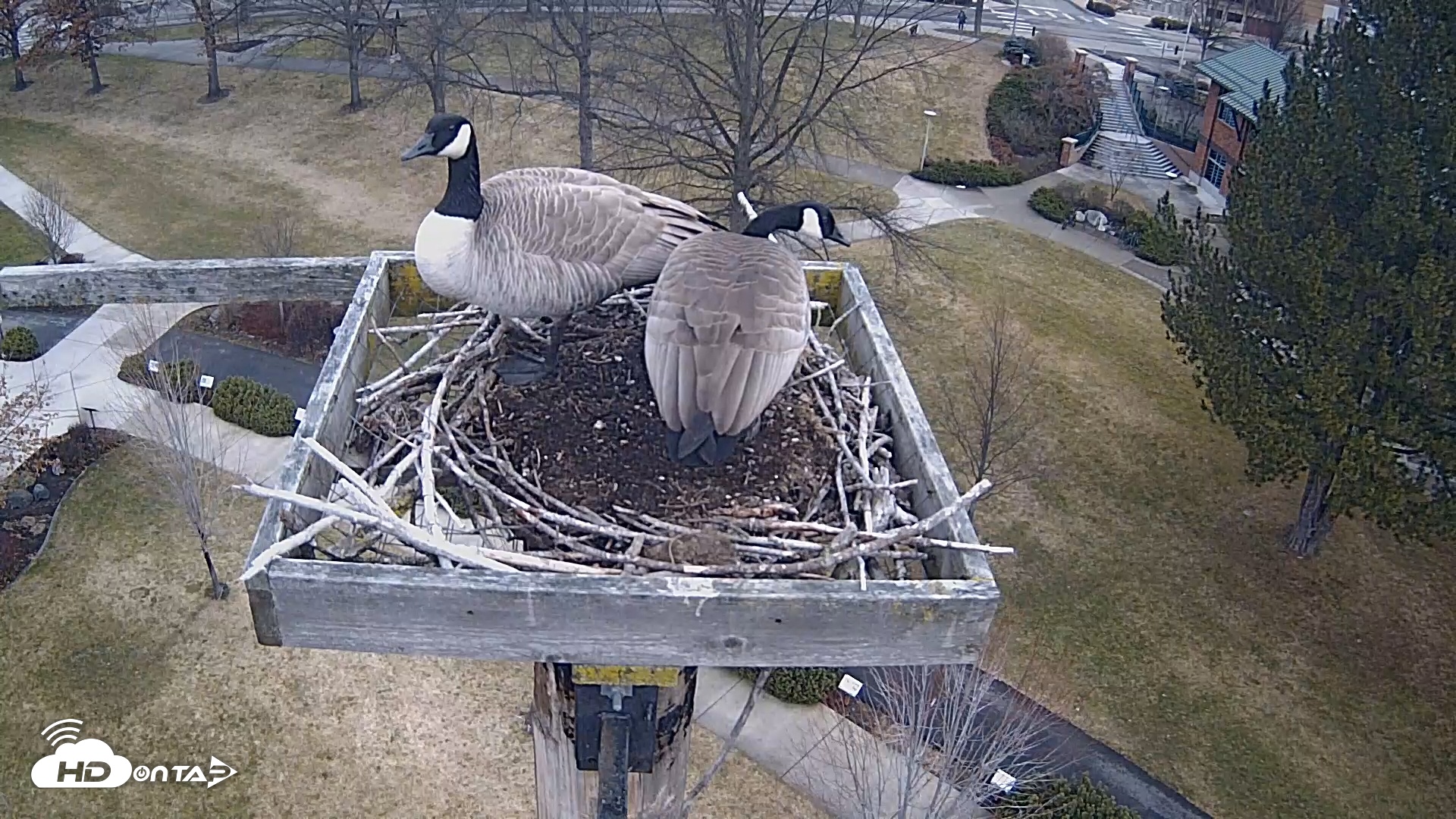 Snapshot of Coeur d'Alene Idaho Live Geese Cam taken Jan 31, 2026, 8:14am PST
