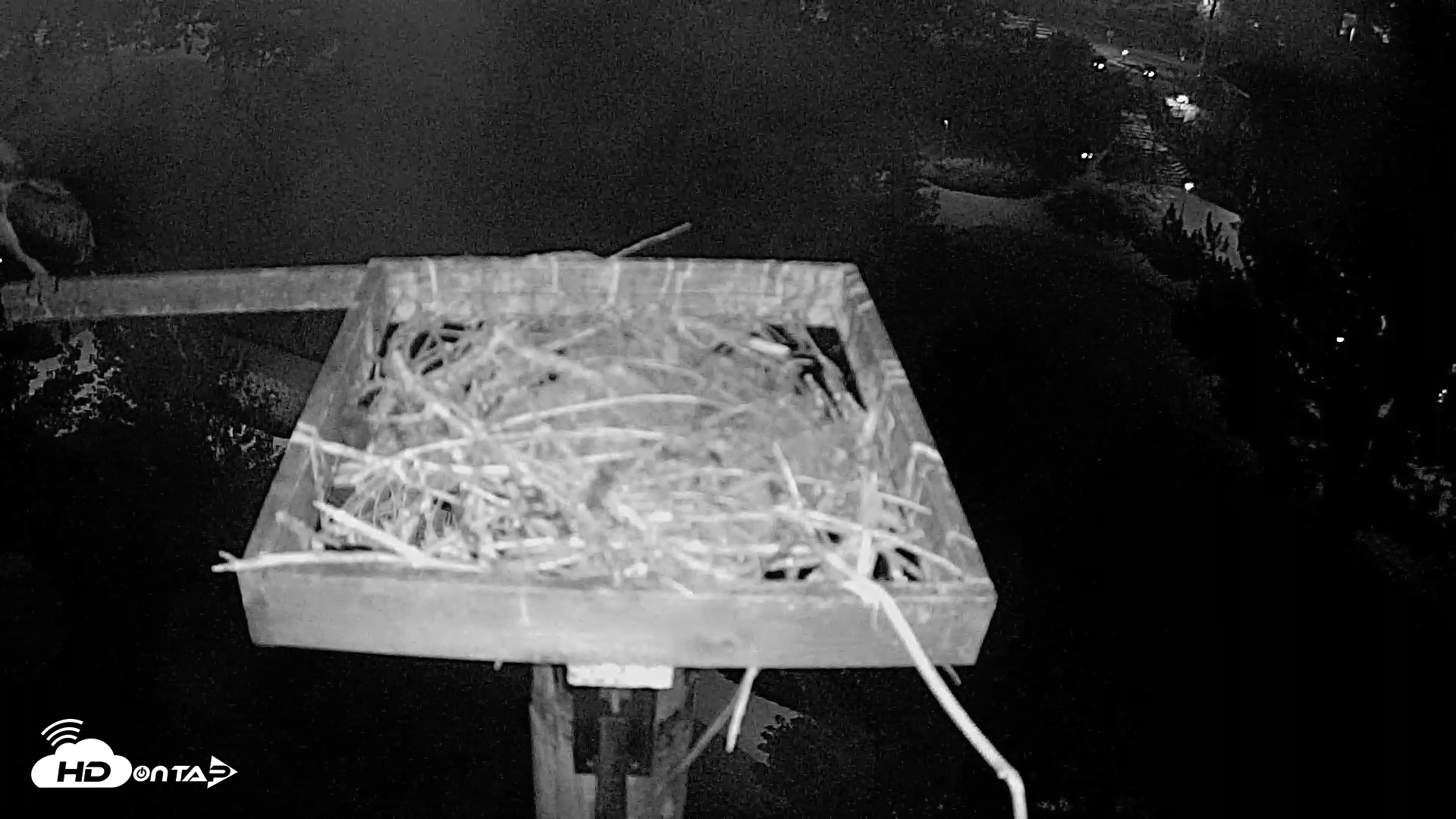 Snapshot of Coeur d'Alene Idaho Live Geese Cam taken Aug 24, 2026, 5:04am PDT