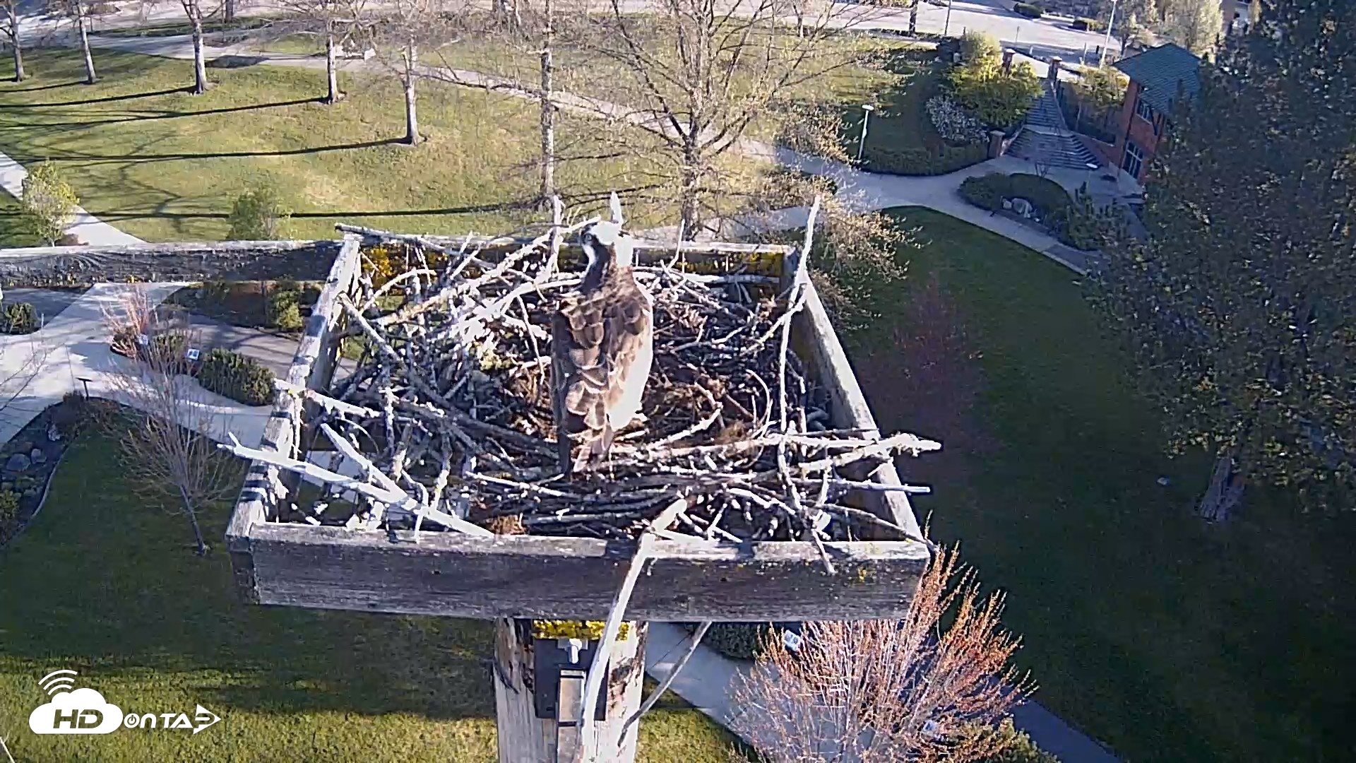 Snapshot of Coeur d'Alene Idaho Live Geese Cam taken Apr 23, 2026, 7:34am PDT